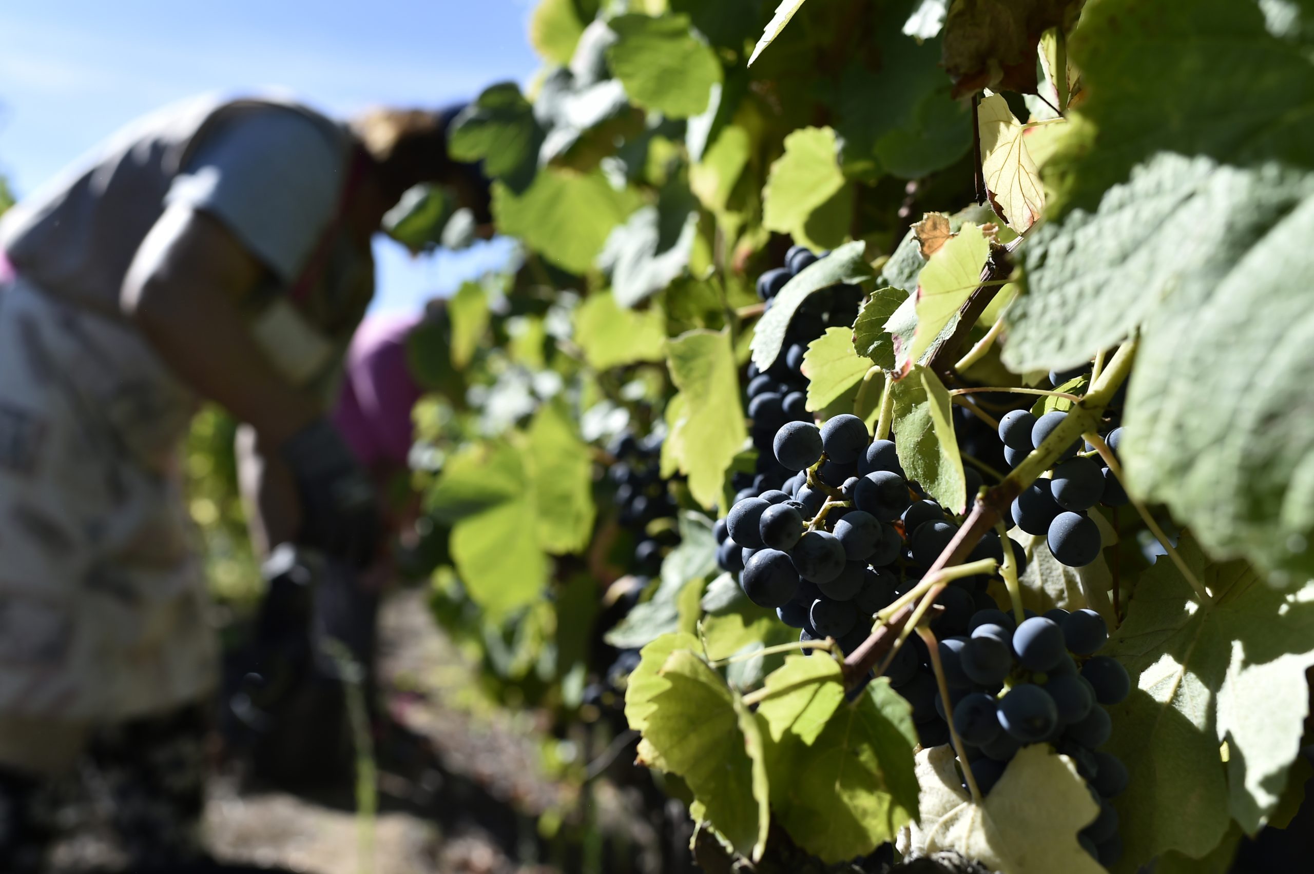 Colher uvas, pisar e provar: setembro convida a viver a vindima