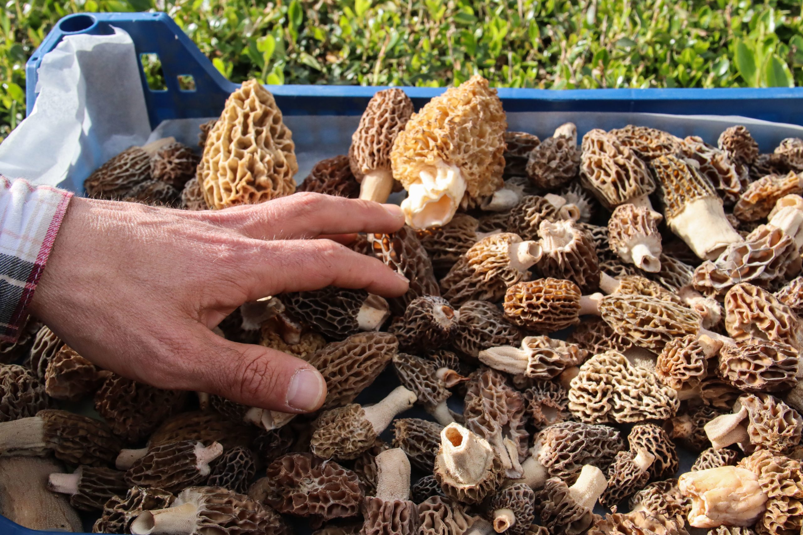 Primavera traz consigo espécies raras de cogumelos selvagens
