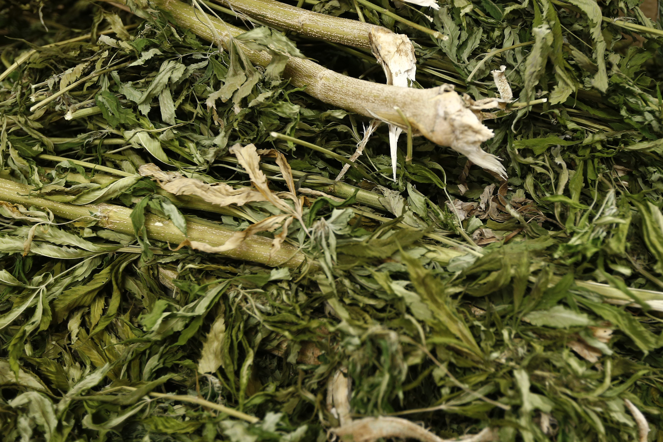 Farmacêutica investe 10 milhões de euros em Vila de Rei para produzir medicamentos de canábis