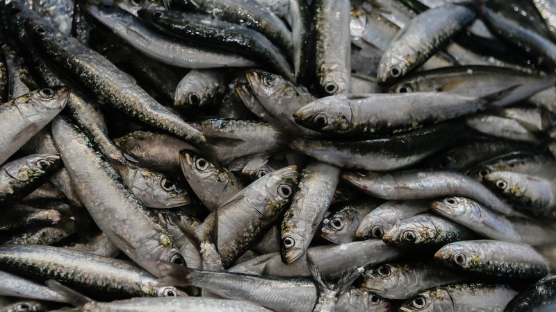 GNR apreende quatro toneladas de sardinha em sesimbra