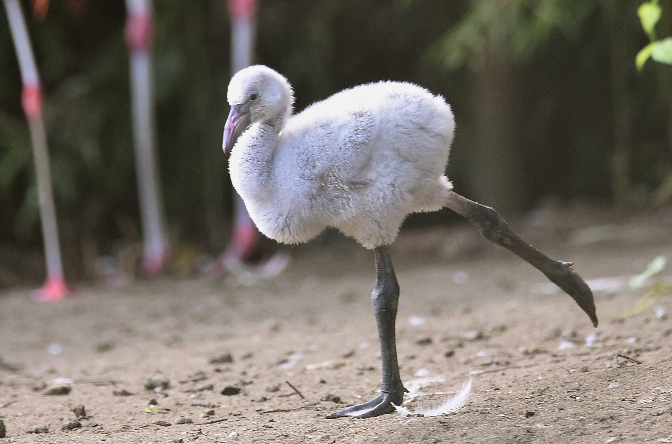 Zoo de Lourosa com mais flamingos bebés após projeto de reprodução com aves da Suíça