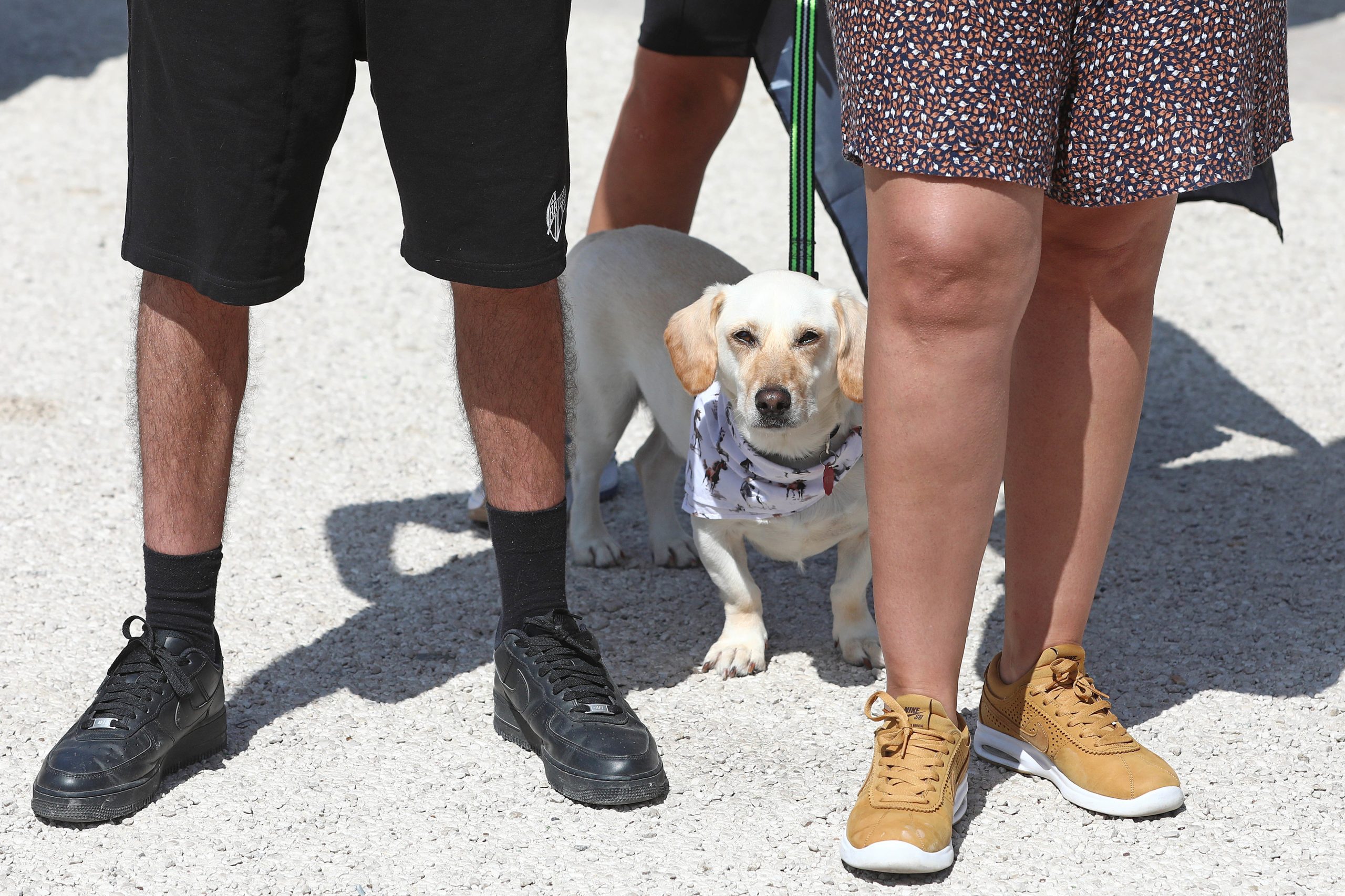 Marcha pelos animais realiza-se hoje em Lisboa com a Constituição na mira