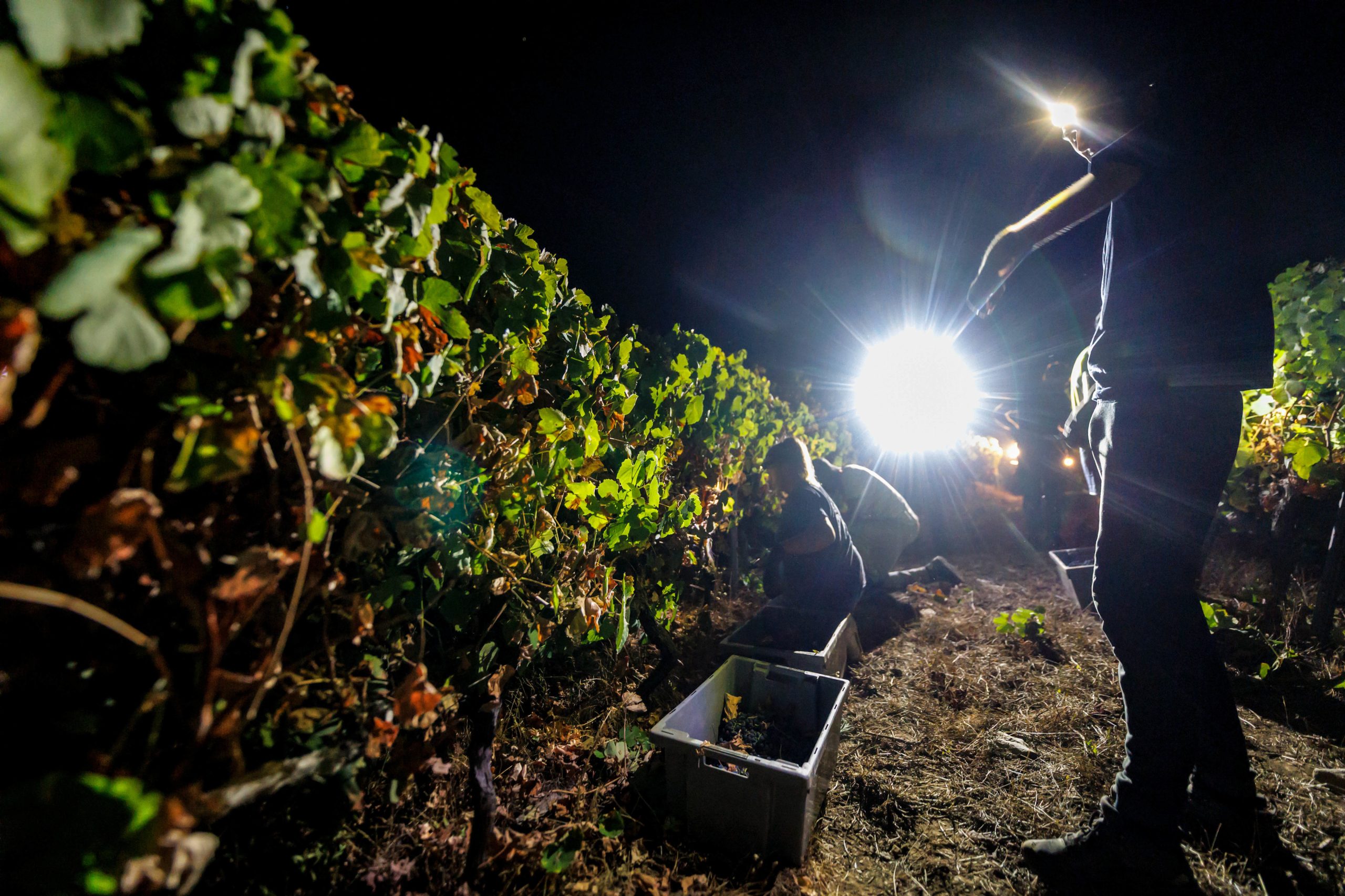 Vindimar à noite é uma das soluções para combater o calor no Douro