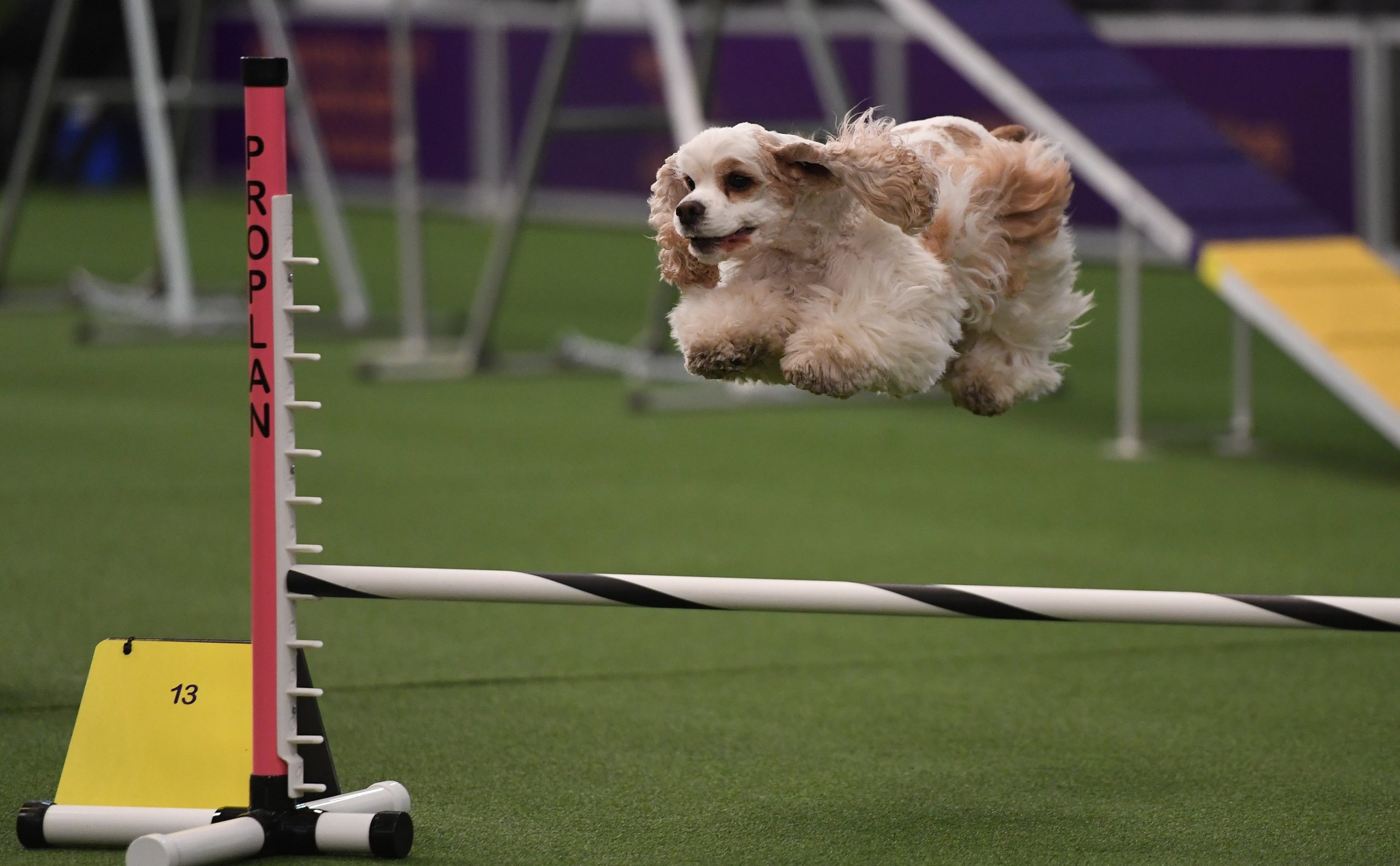 Campeonato da Europa de Agility disputa-se em Abrantes em 2021