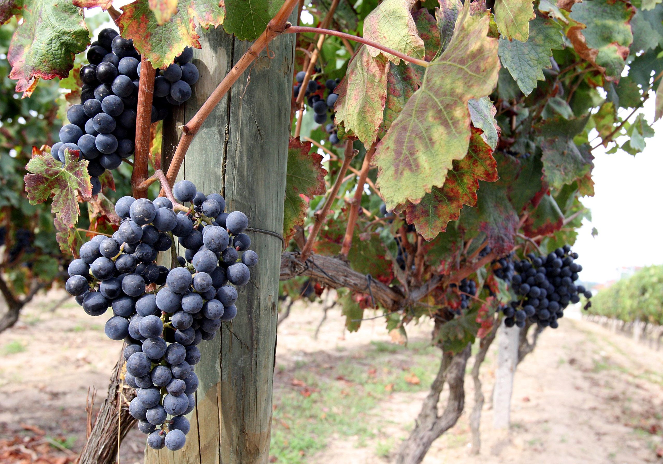 Mau tempo: Granizo provocou estragos em vinhas de Carrazedo de Montenegro