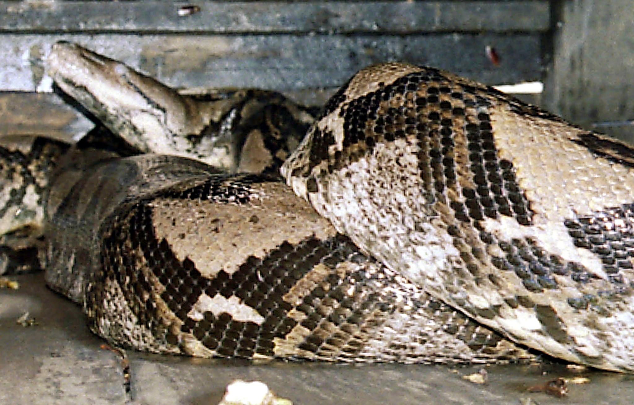 Mulher é resgatada após duas horas presa nas “garras” de uma píton na Tailândia