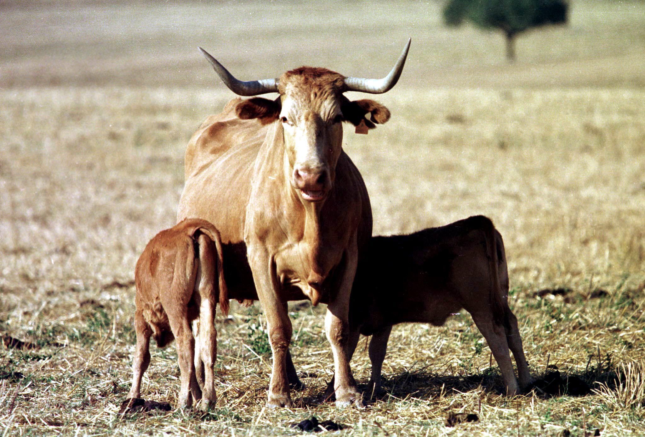 Doença hemorrágica afeta 171 explorações de gado em Portugal