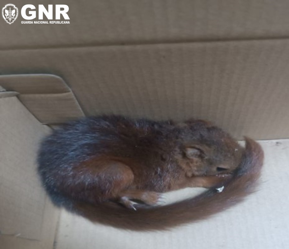 GNR resgata esquilo vermelho. Animal estava ferido numa zona ardida