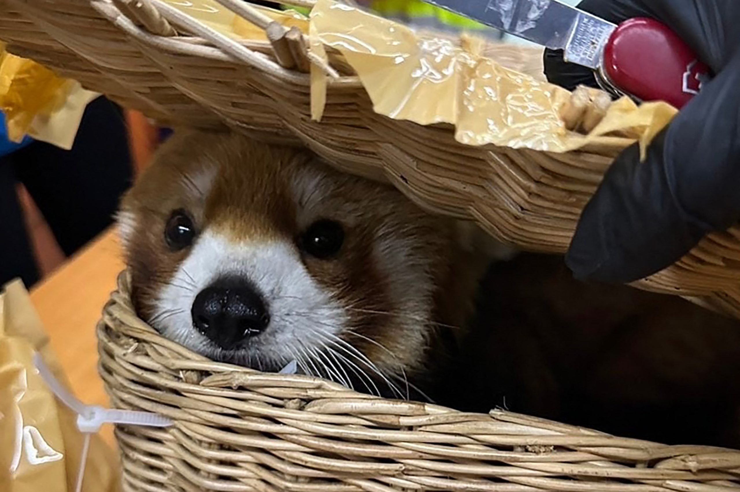 Panda-vermelho e outros 86 animais encontrados na bagagem de suspeitos de contrabando na Tailândia