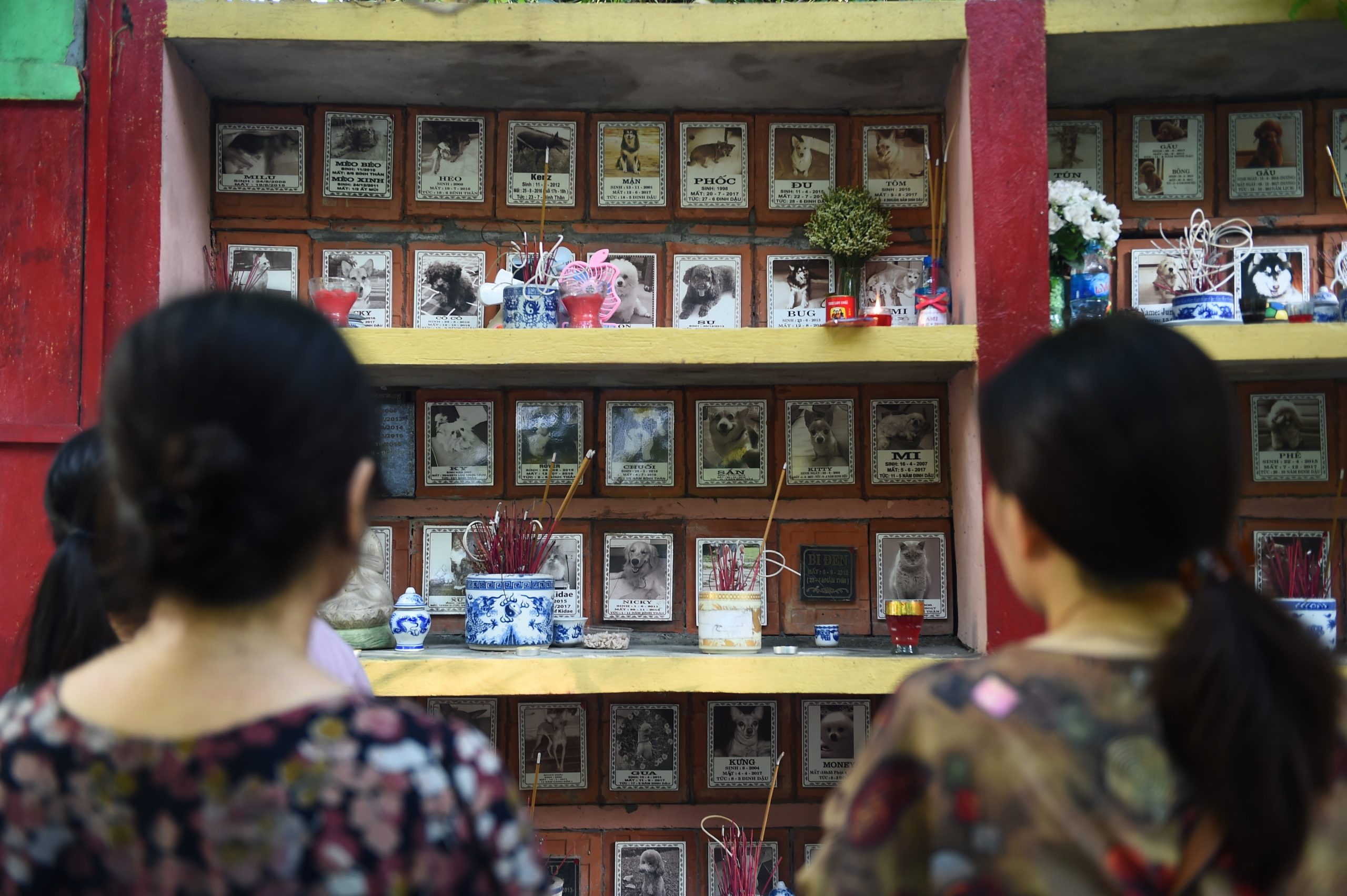 “Todas as vidas são iguais”: Cemitério em Hanói presta homenagem à alma de animais de estimação
