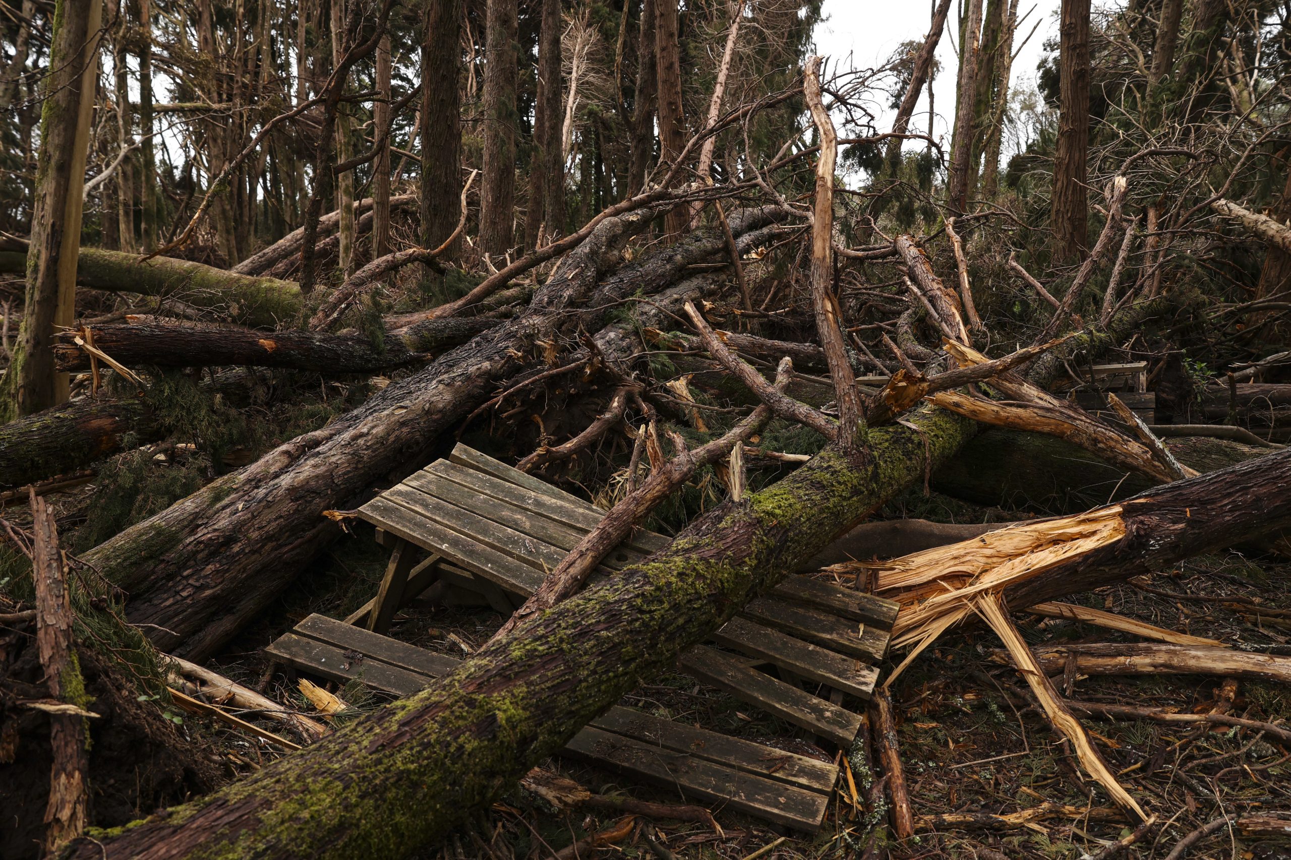 Parques de Sintra estima queda de 98 mil árvores em zonas da serra