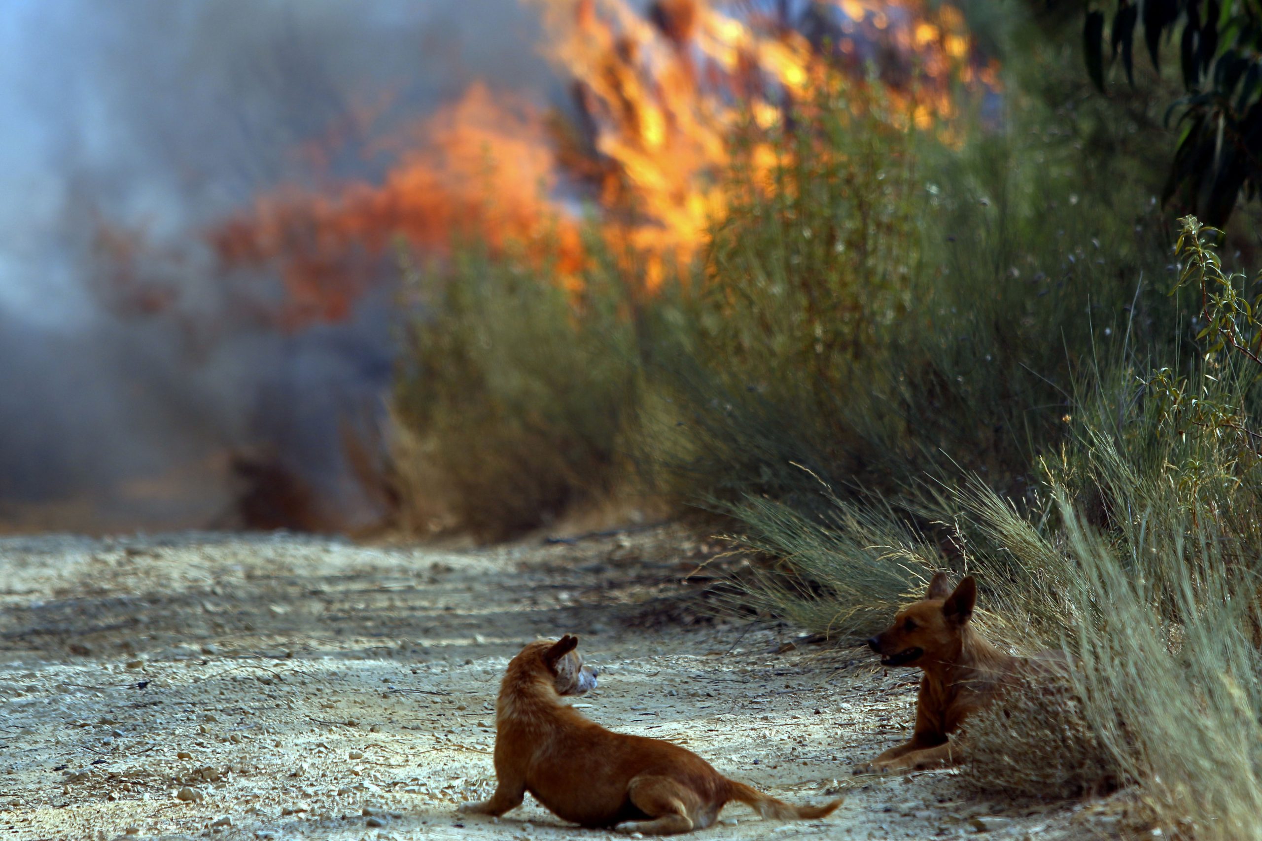Incêndios: PJ deteve madeireiro suspeito de atear fogo florestal em Fafe