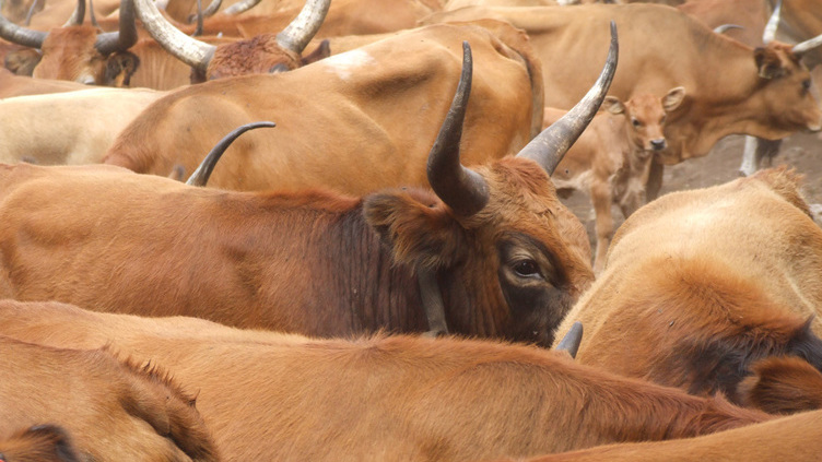 Carne de vaca Cachena conquista cada vez mais apreciadores fora do Norte
