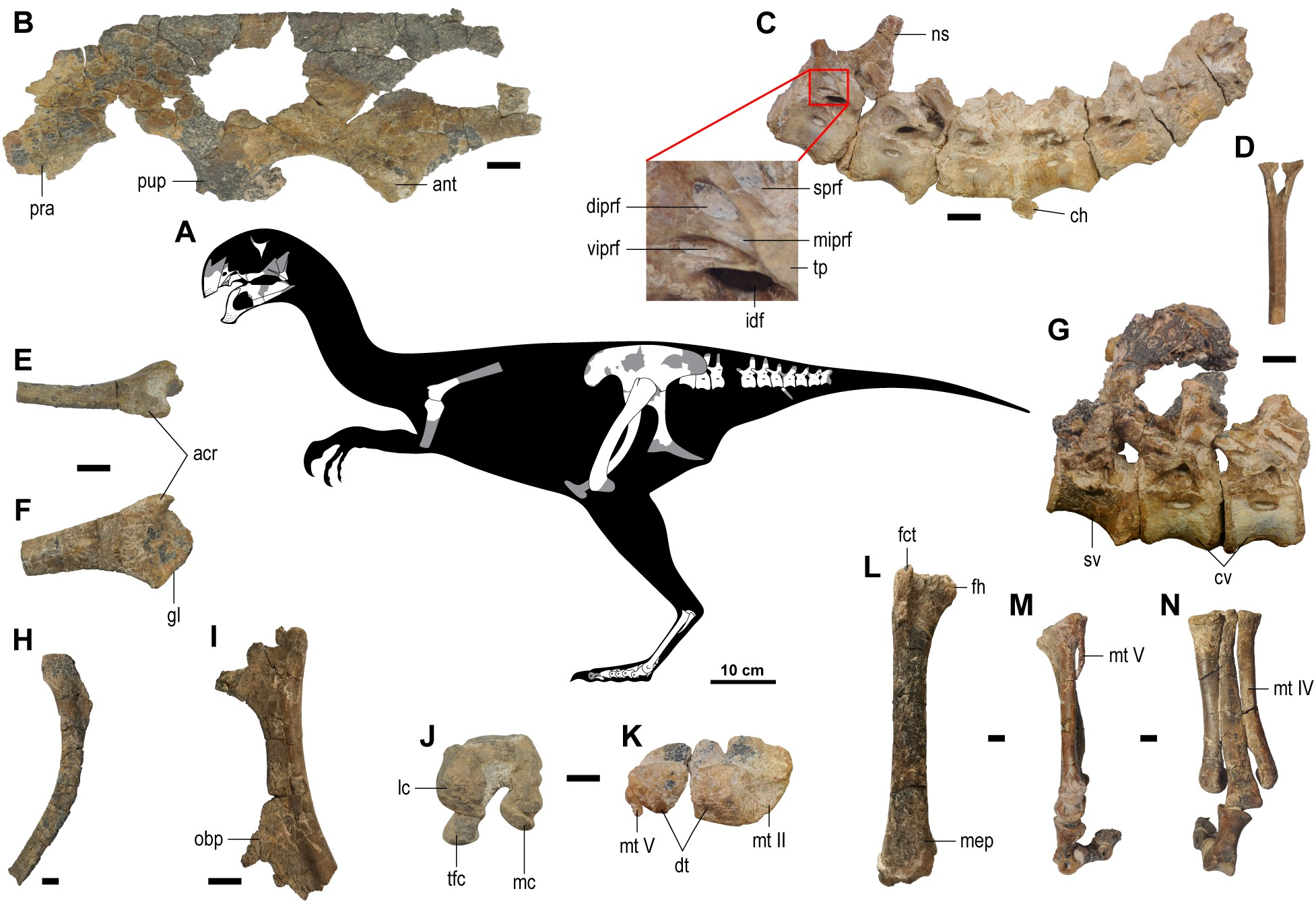 Descoberta na Mongólia nova espécie de dinossauro do grupo dos ovirraptossauros