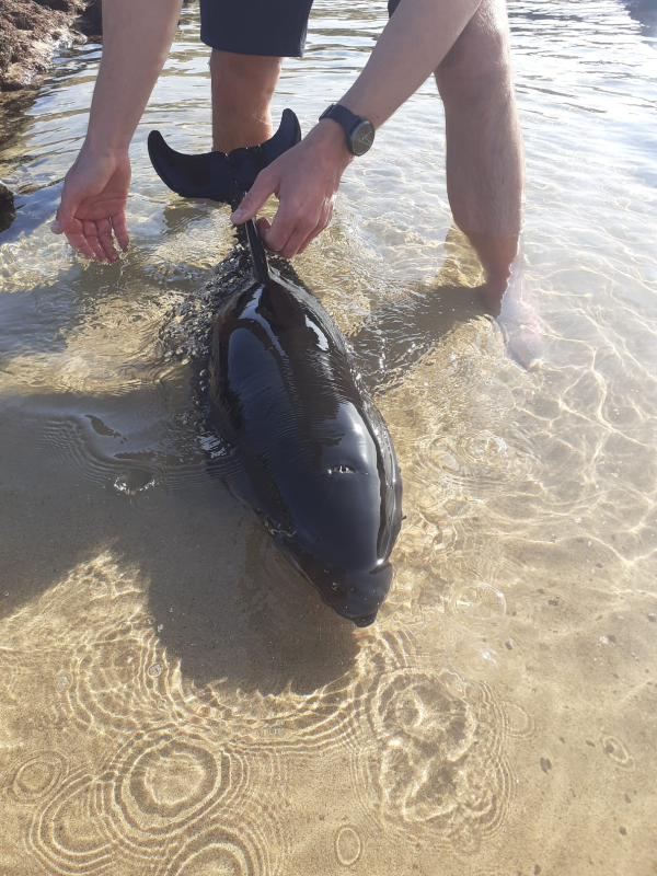 Golfinho juvenil resgatado em praia de Odemira e devolvido ao mar