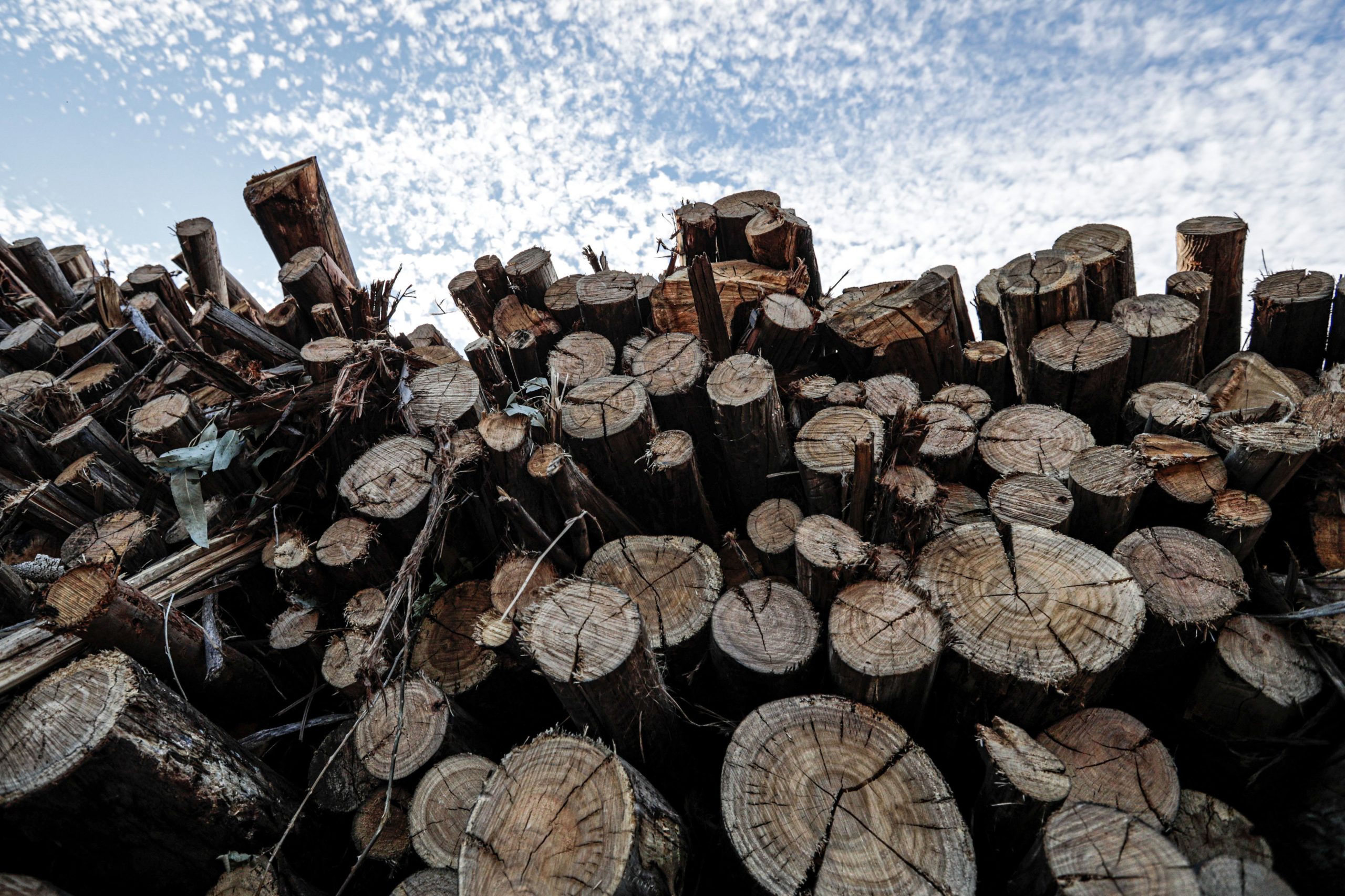 Produtores florestais exigem reforço de verbas públicas para reduzir incêndios