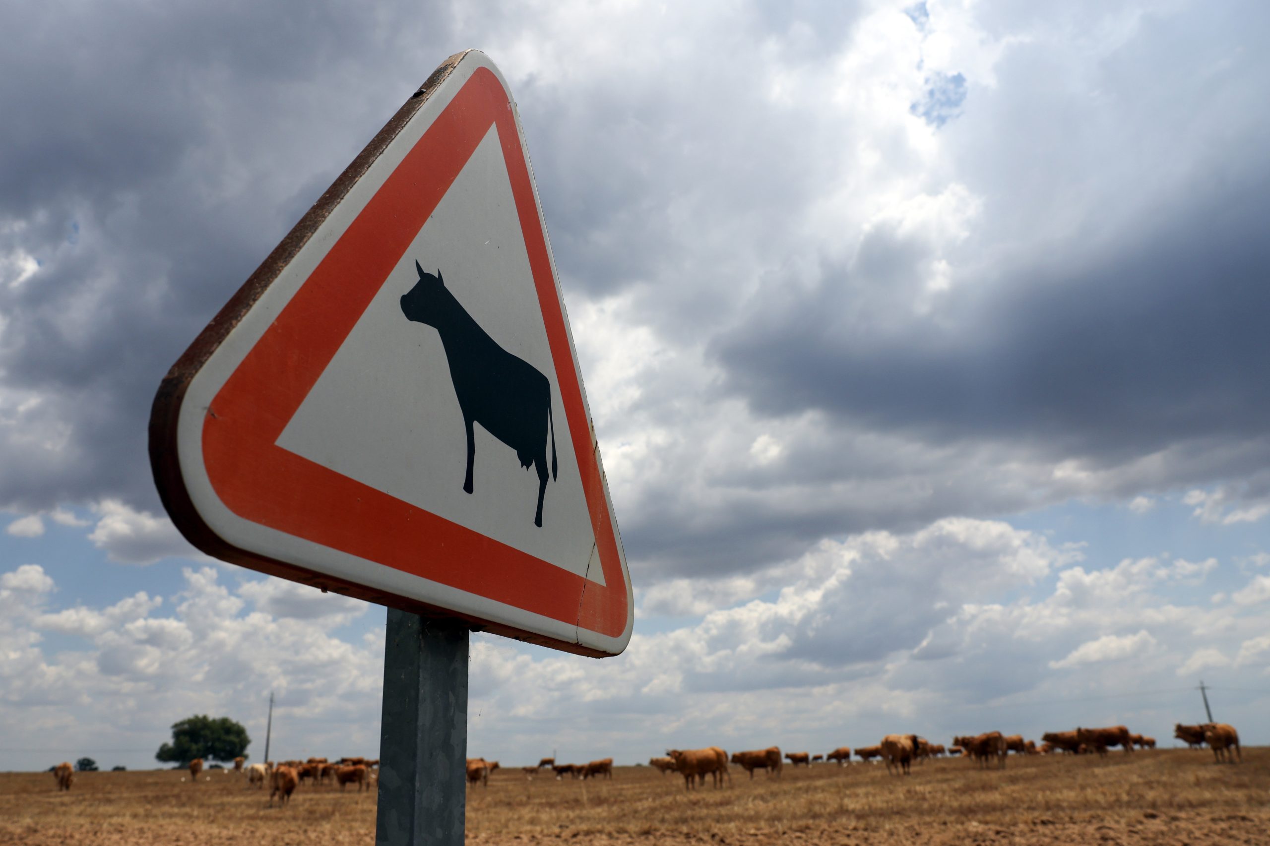 Focos de doença hemorrágica dos bovinos identificados em Beja e Santarém