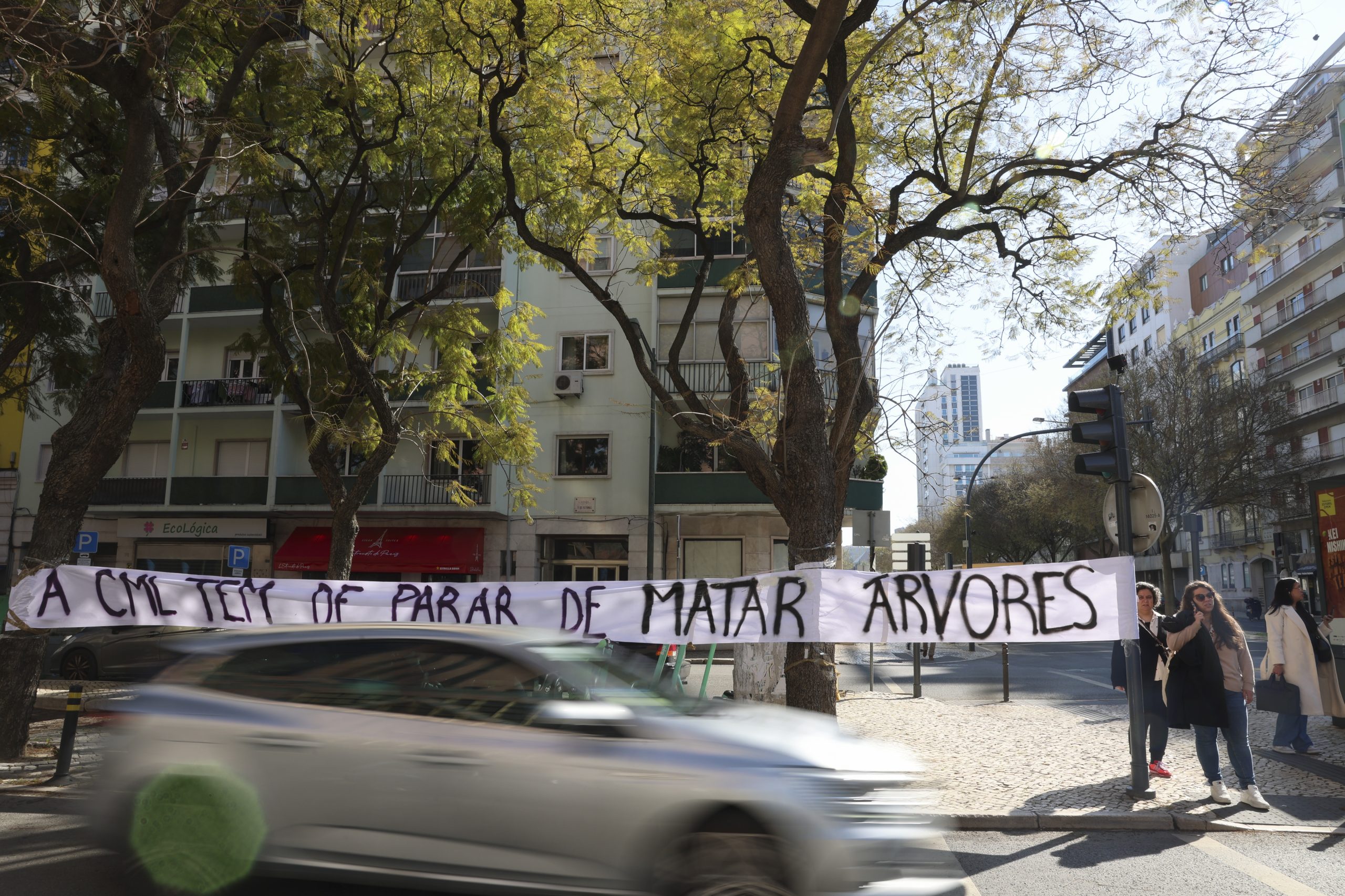 Câmara de Lisboa promove hoje sessão sobre polémica remoção de jacarandás