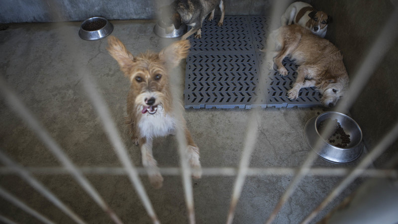 Mais de 30 animais resgatados em Valongo estão à guarda de associações