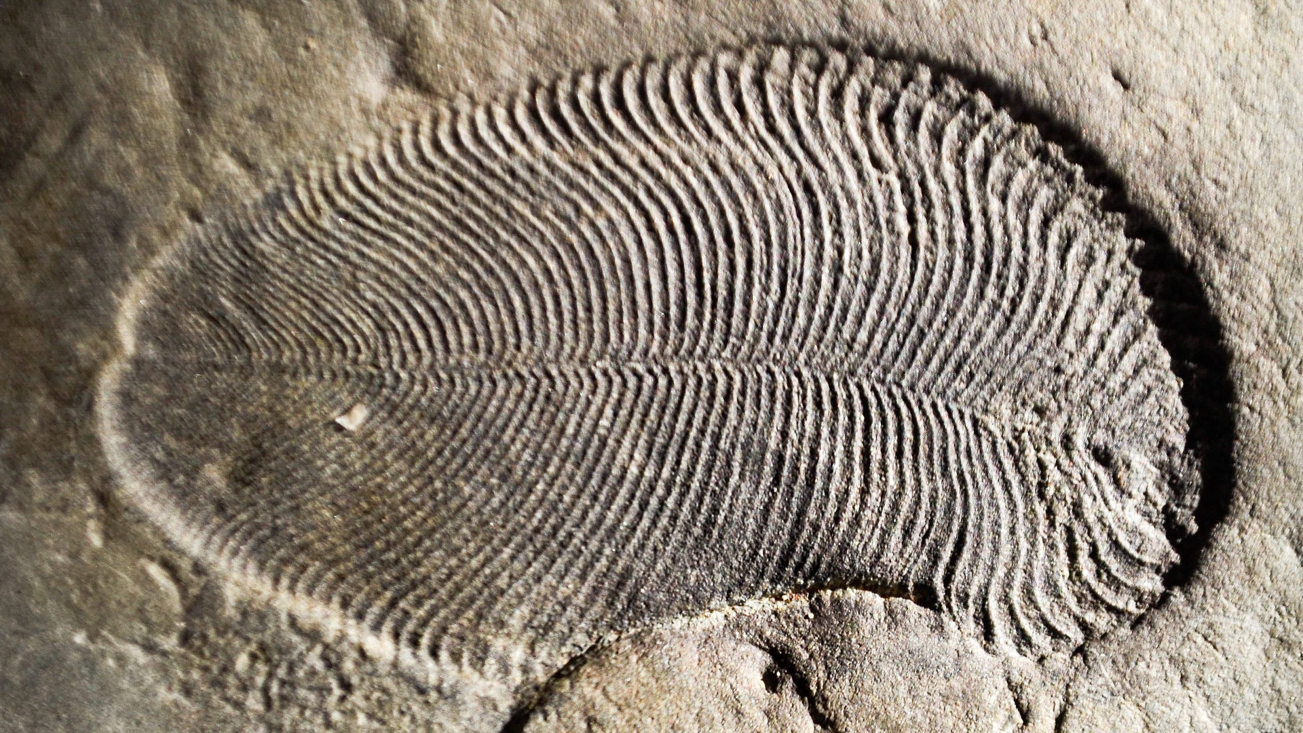 Moléculas de colesterol num fóssil revelam o animal mais antigo já descoberto