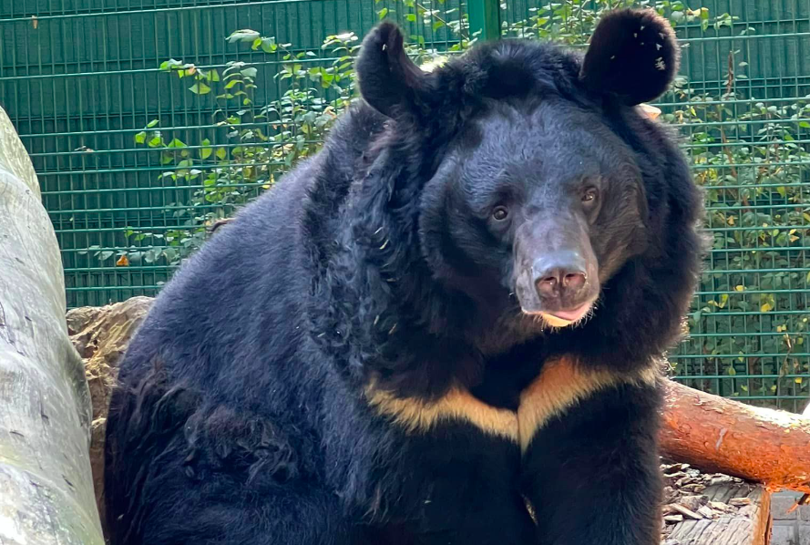Yampil, o urso refugiado ucraniano, vai viajar para ter uma nova casa