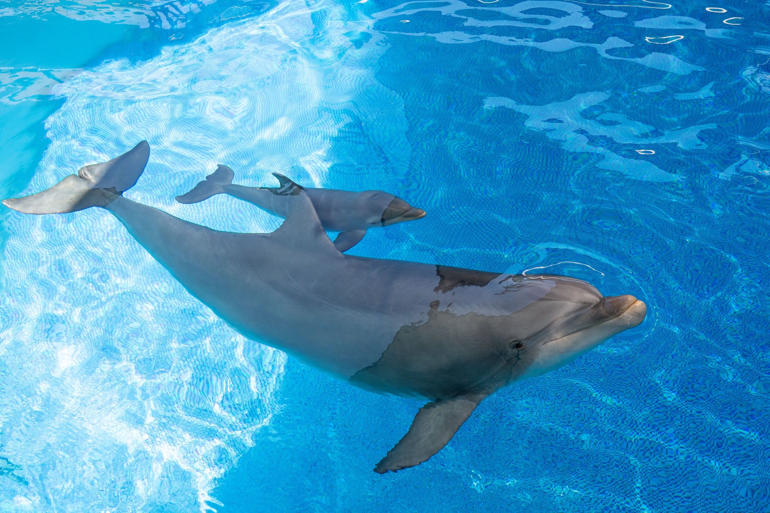Sami é o mais recente membro da família de golfinhos do Zoomarine Algarve