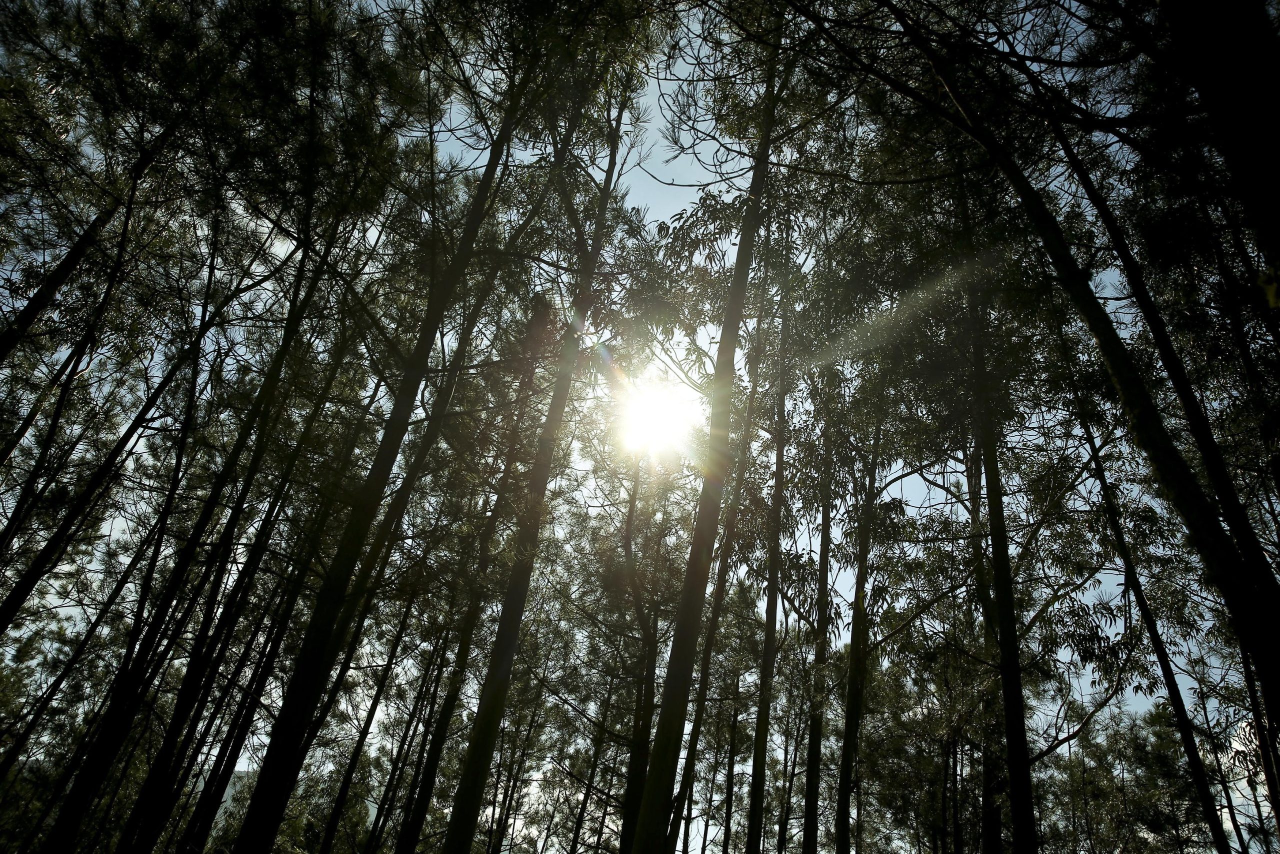 O Centro ainda é para os turistas. É urgente mudar perceção de que os incêndios atingiram toda a região