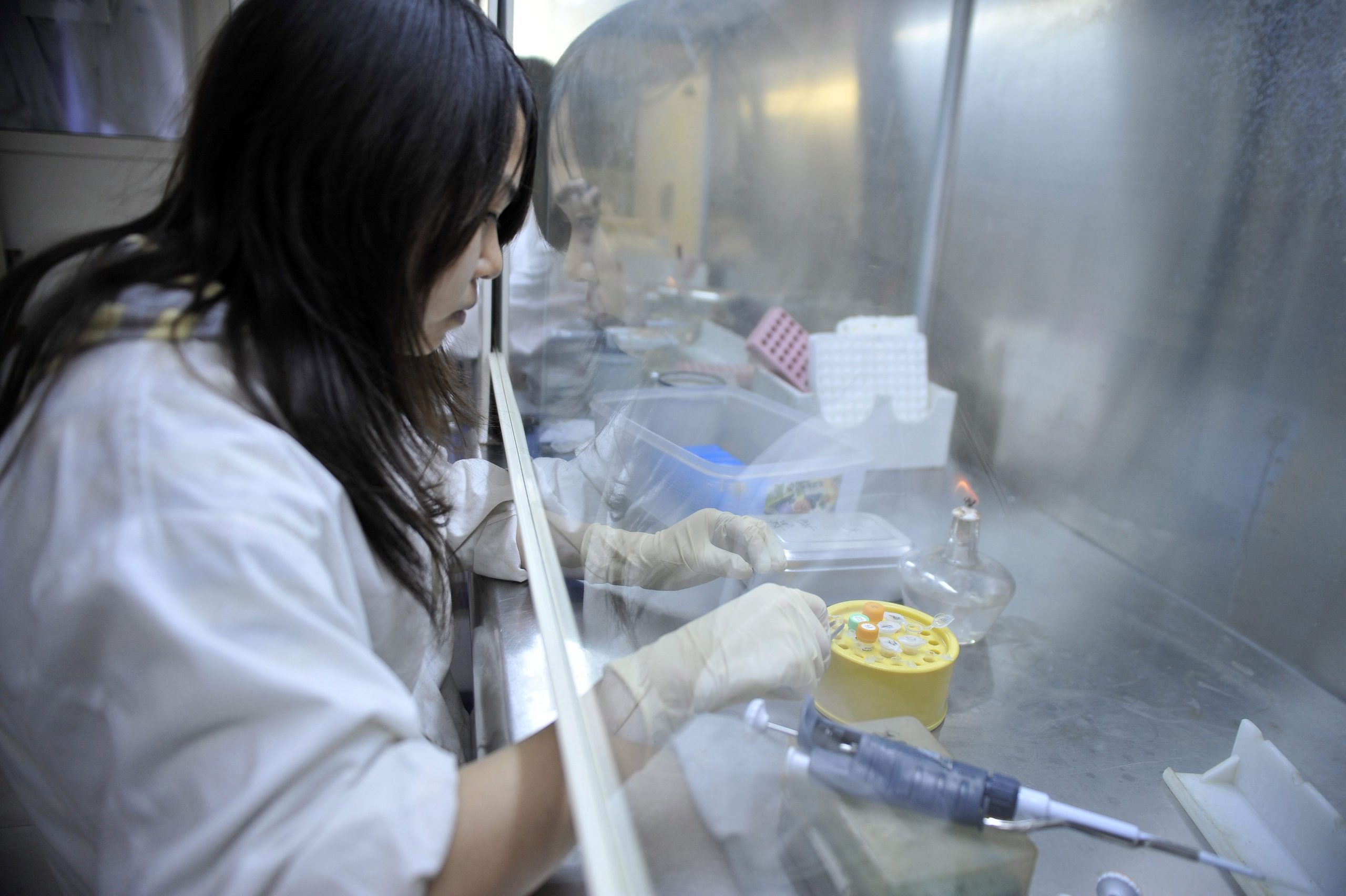 Cientistas chineses criam primeiro cão clonado com manipulação genética