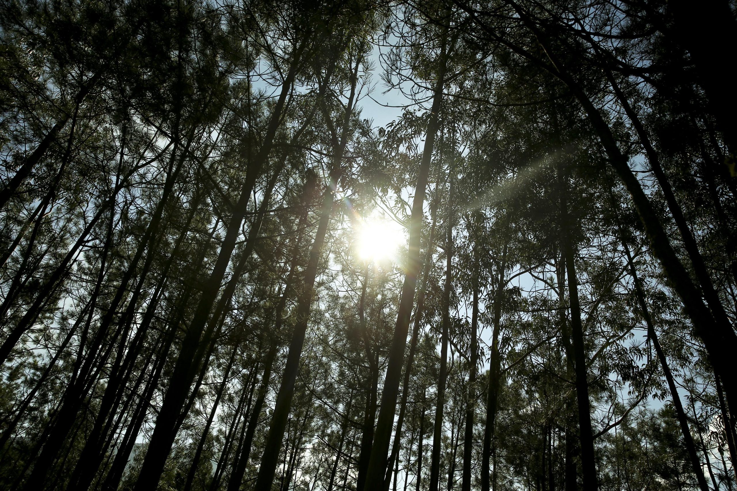 Pedrógão Grande: Vítimas temem que proliferação do eucalipto origine novas tragédias