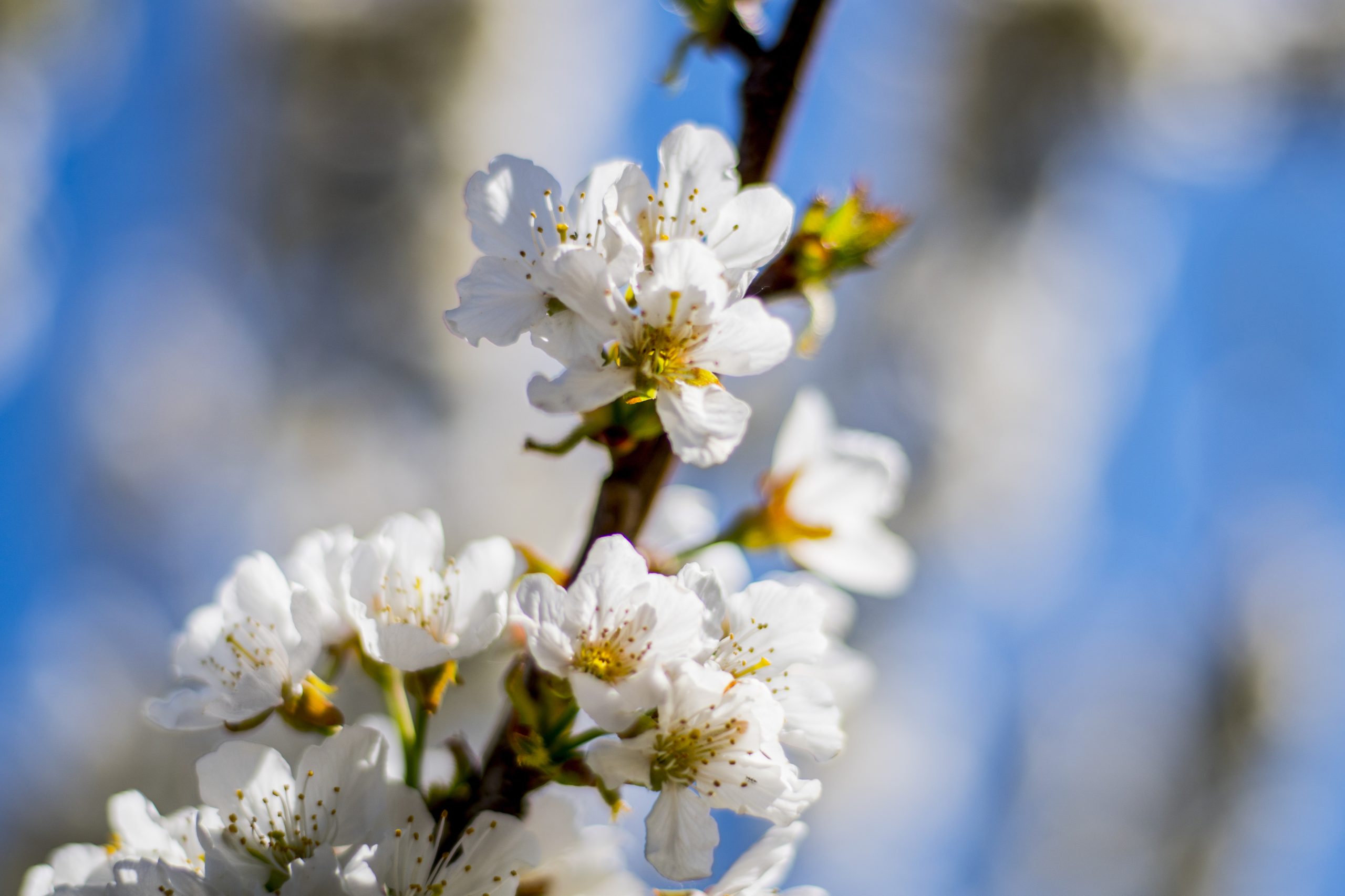 E a cereja, será boa? No Fundão, ainda não se prova, mas as cerejeiras em flor já permitem palpites