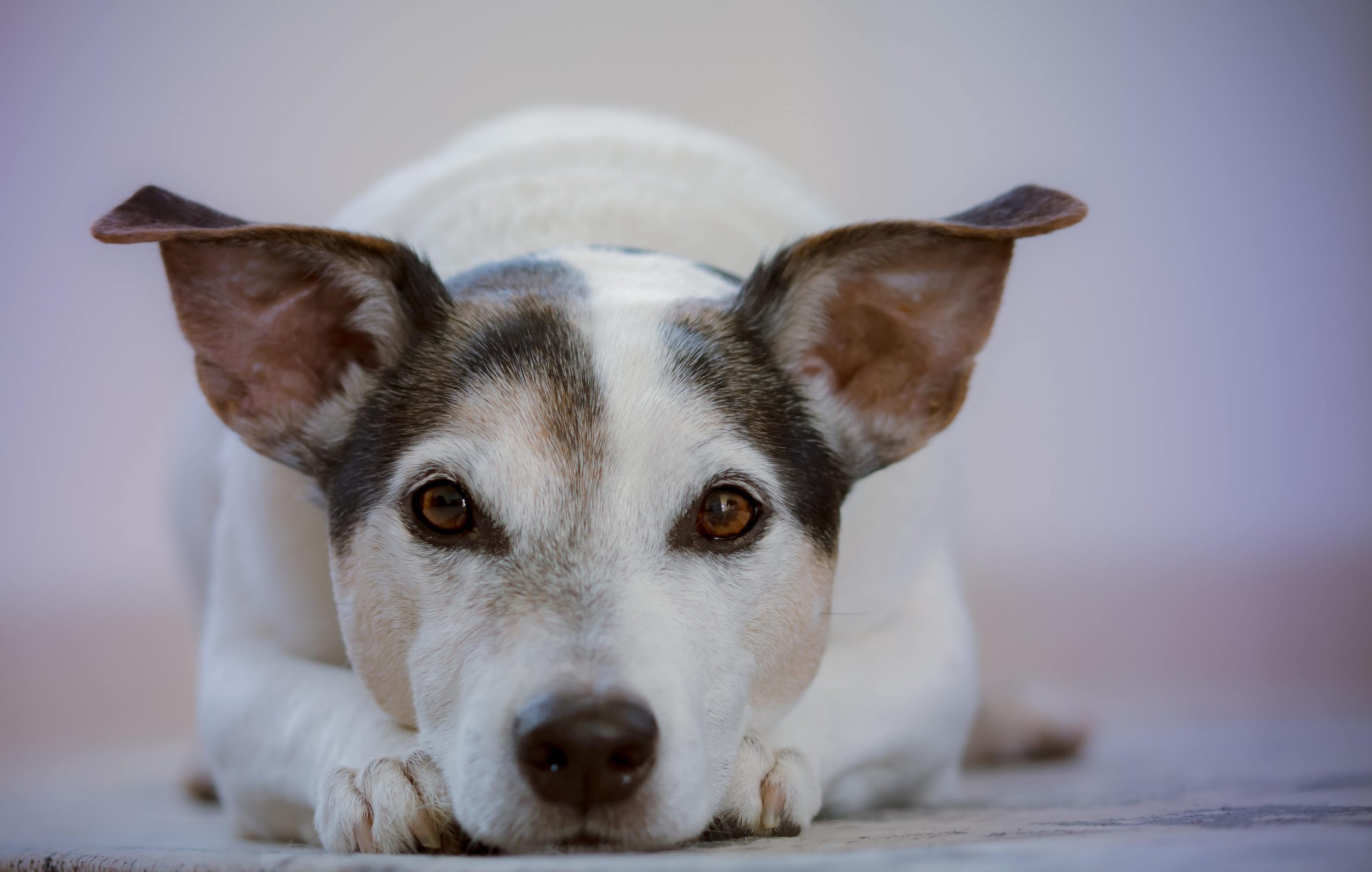 Mais de 2.600 casos de abandono e maus-tratos a animais registados desde 2024