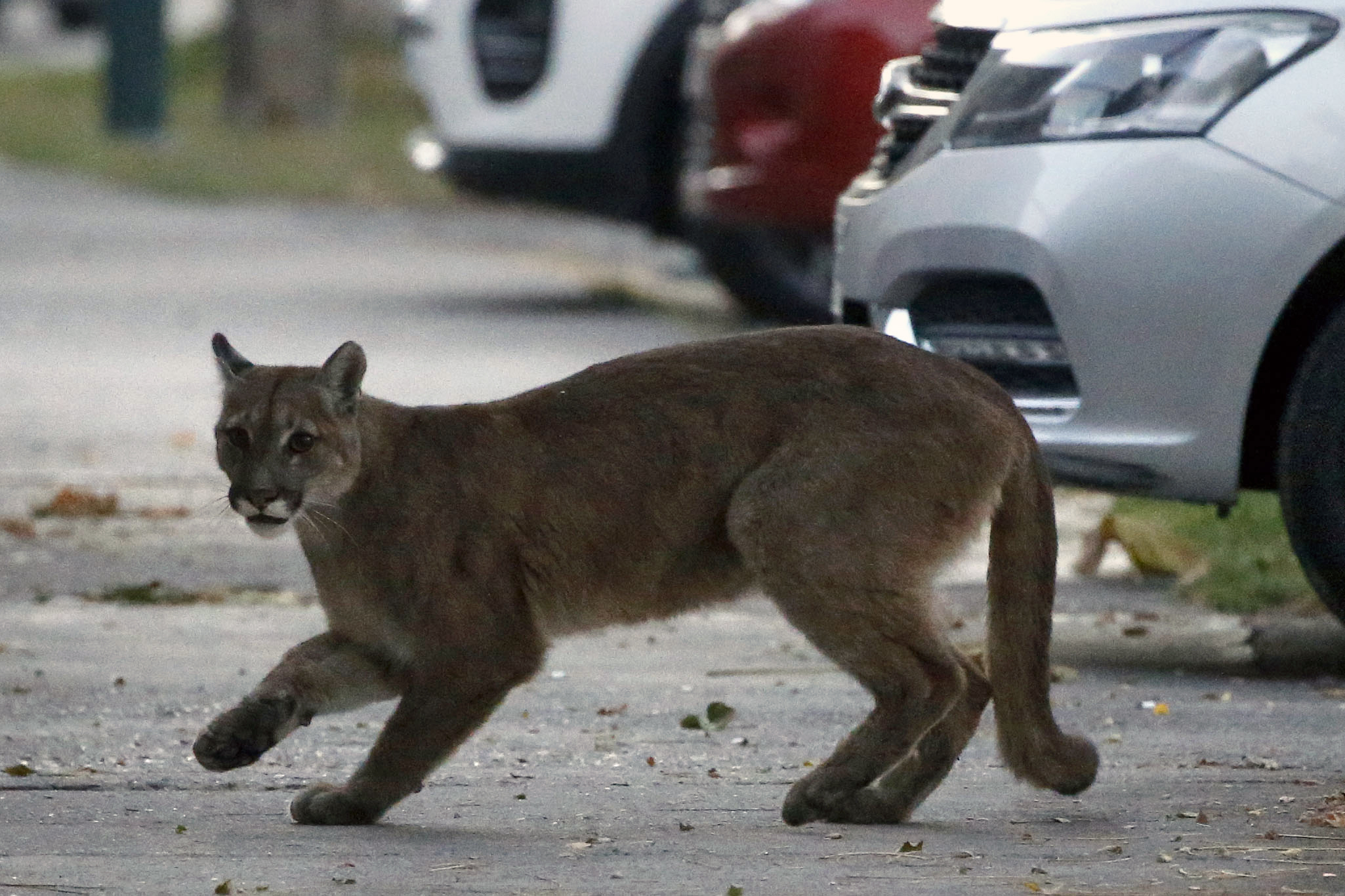 Ecoduto gigante vai proteger os pumas da Califórnia. E tudo começou quando um foi avistado ao lado do cartaz de Hollywood