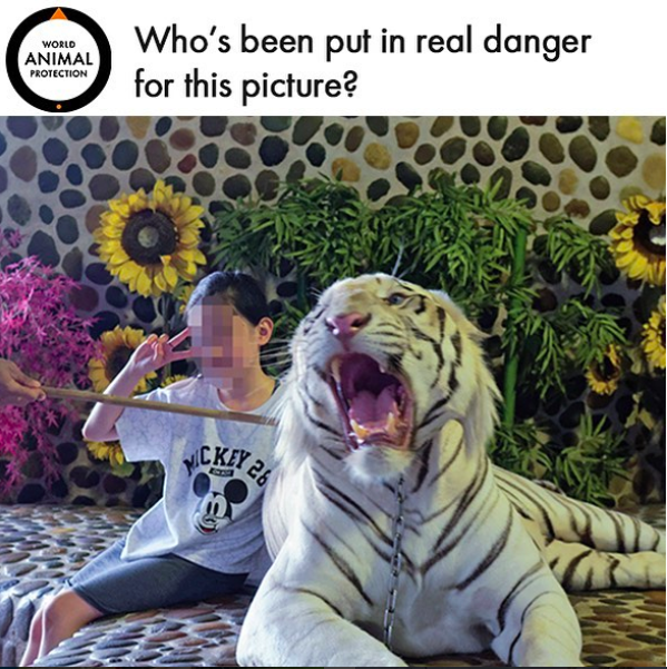 292%. Assim aumentaram as selfies com animais selvagens no Instagram em três anos