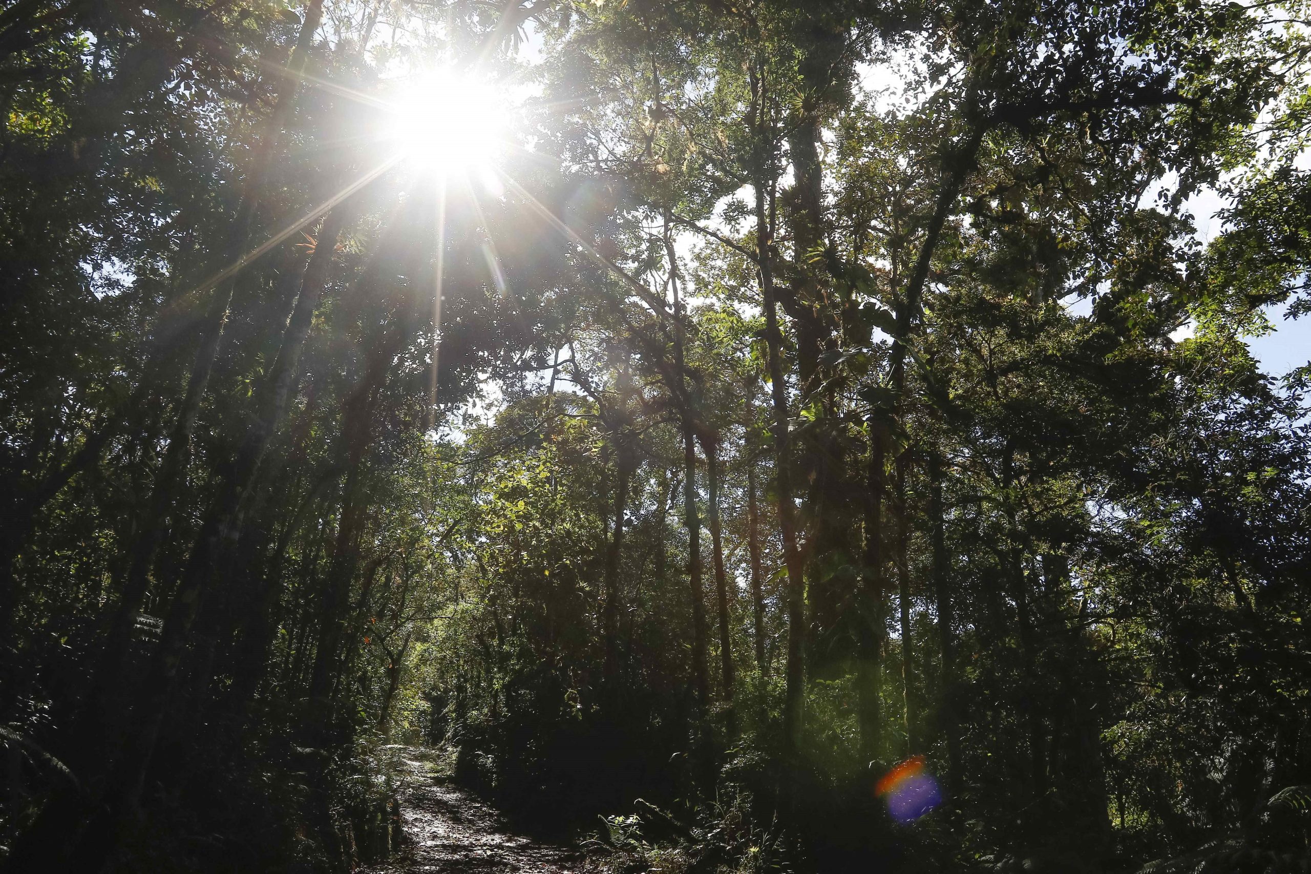 Por ano, as florestas absorvem 1,5 vezes as emissões de CO2 dos EUA