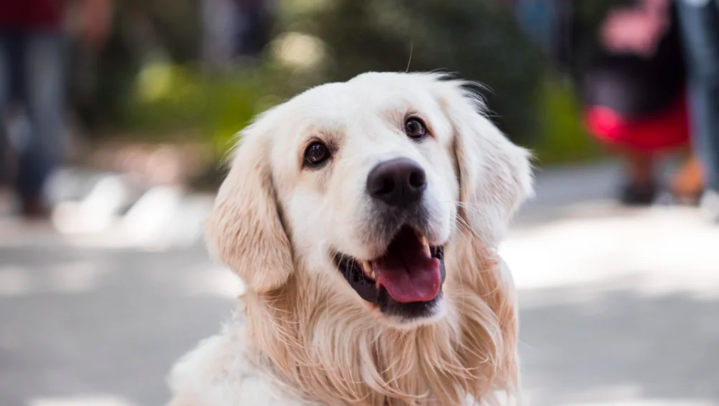Hoje é notícia. Vistos gold, animais abandonados e cimeira no Alasca