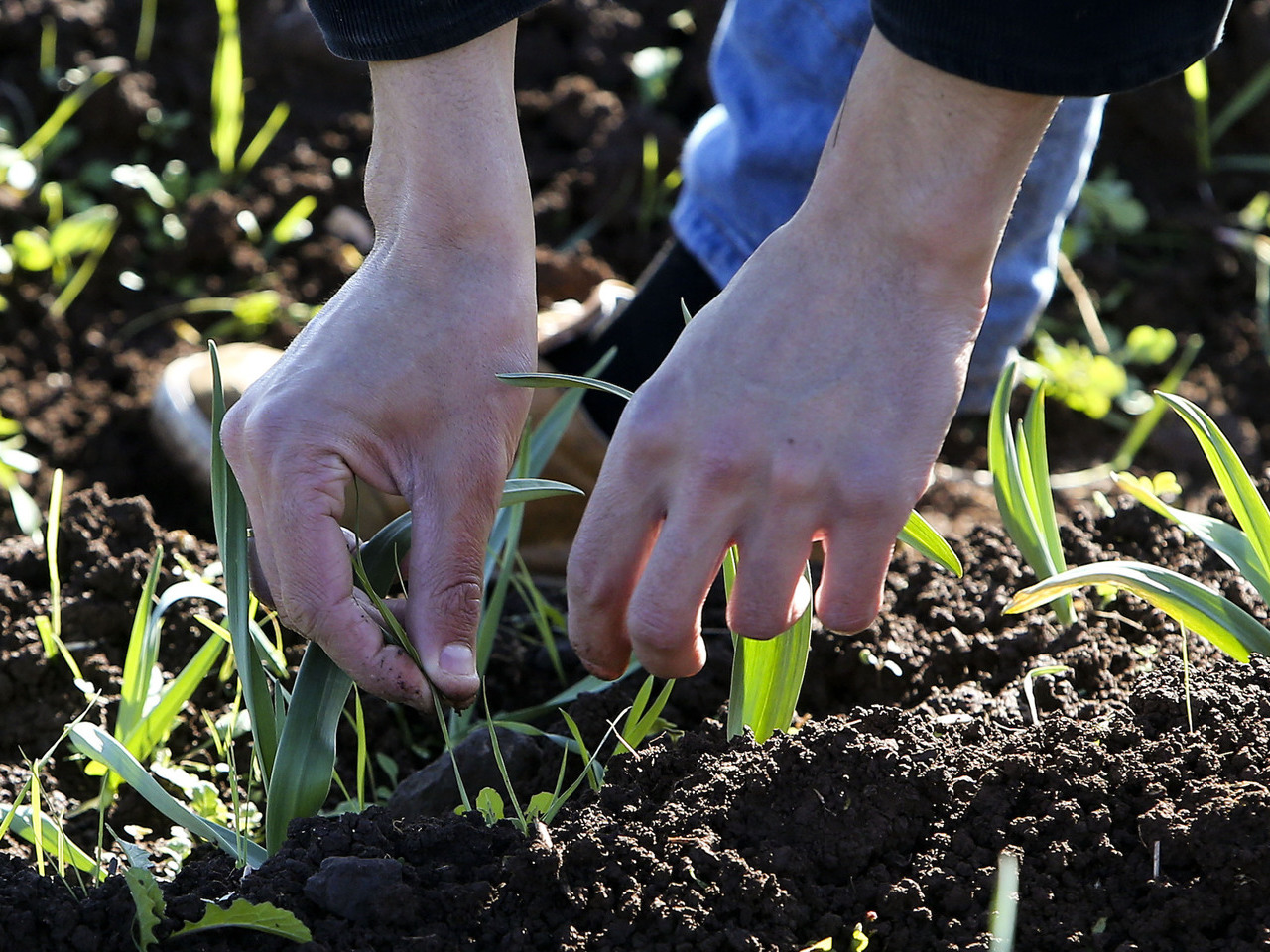 Chuva bem-vinda para agricultores de Vila Real, mas “ainda insignificante”