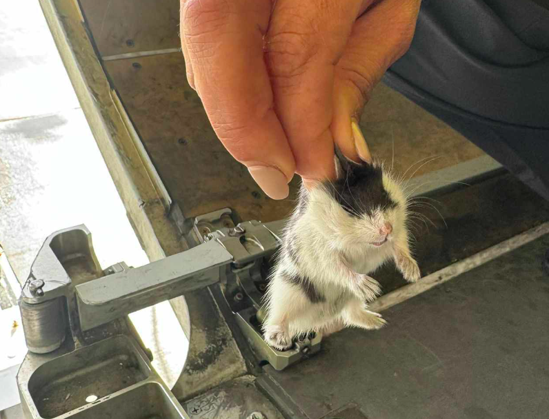 Mais de 100 hamsters à solta em avião da TAP. Aeronave ficou retida em Ponta Delgada e regressou agora a Lisboa