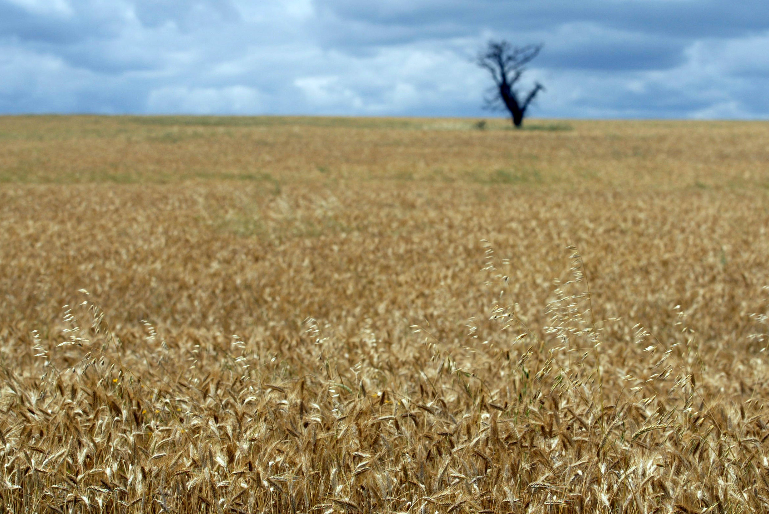 Produtores de cereais preocupados com falta de chuva