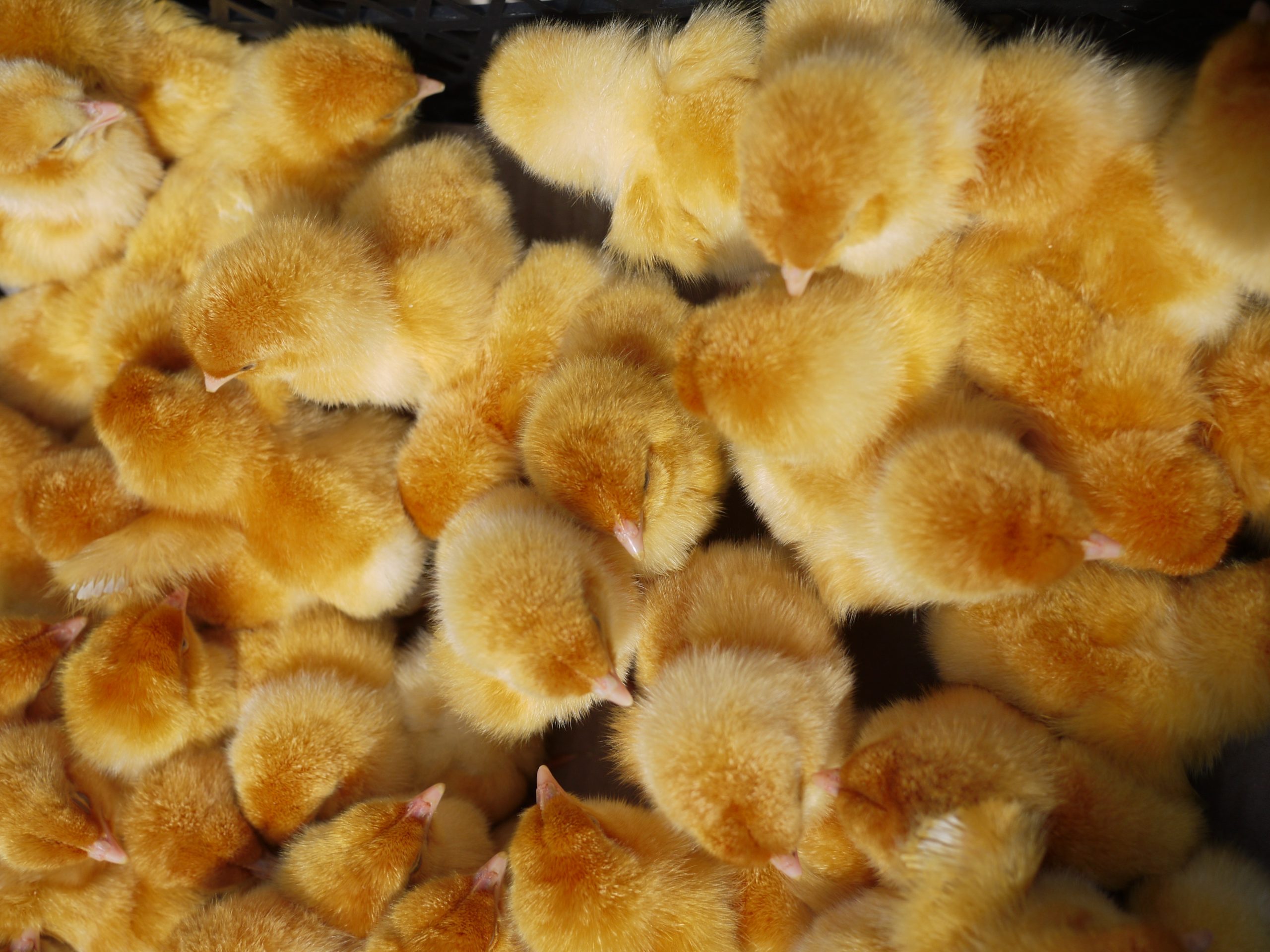 DGAV inicia investigação a exploração de patos após denúncias sobre maus-tratos
