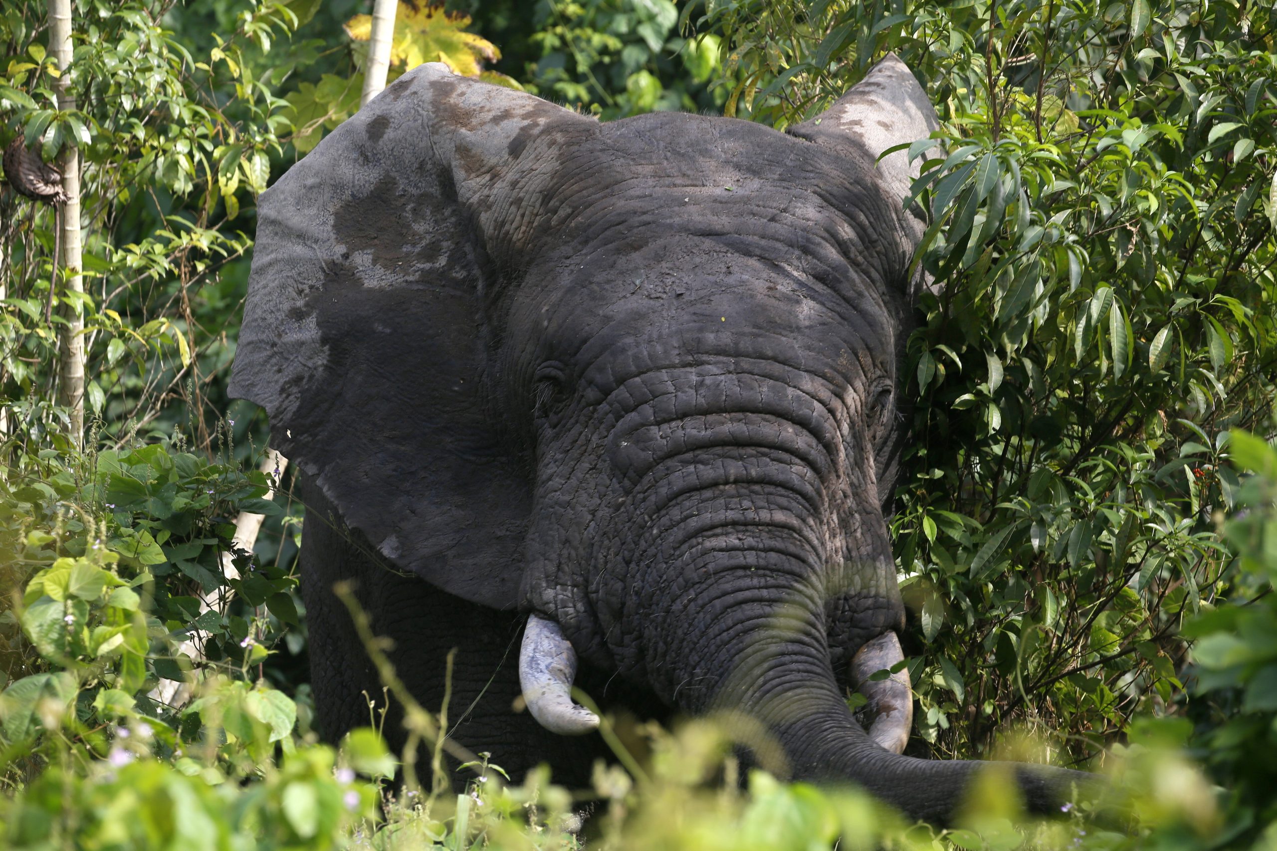 Número de elefantes na Costa do Marfim cai para metade e coloca espécie à beira da extinção