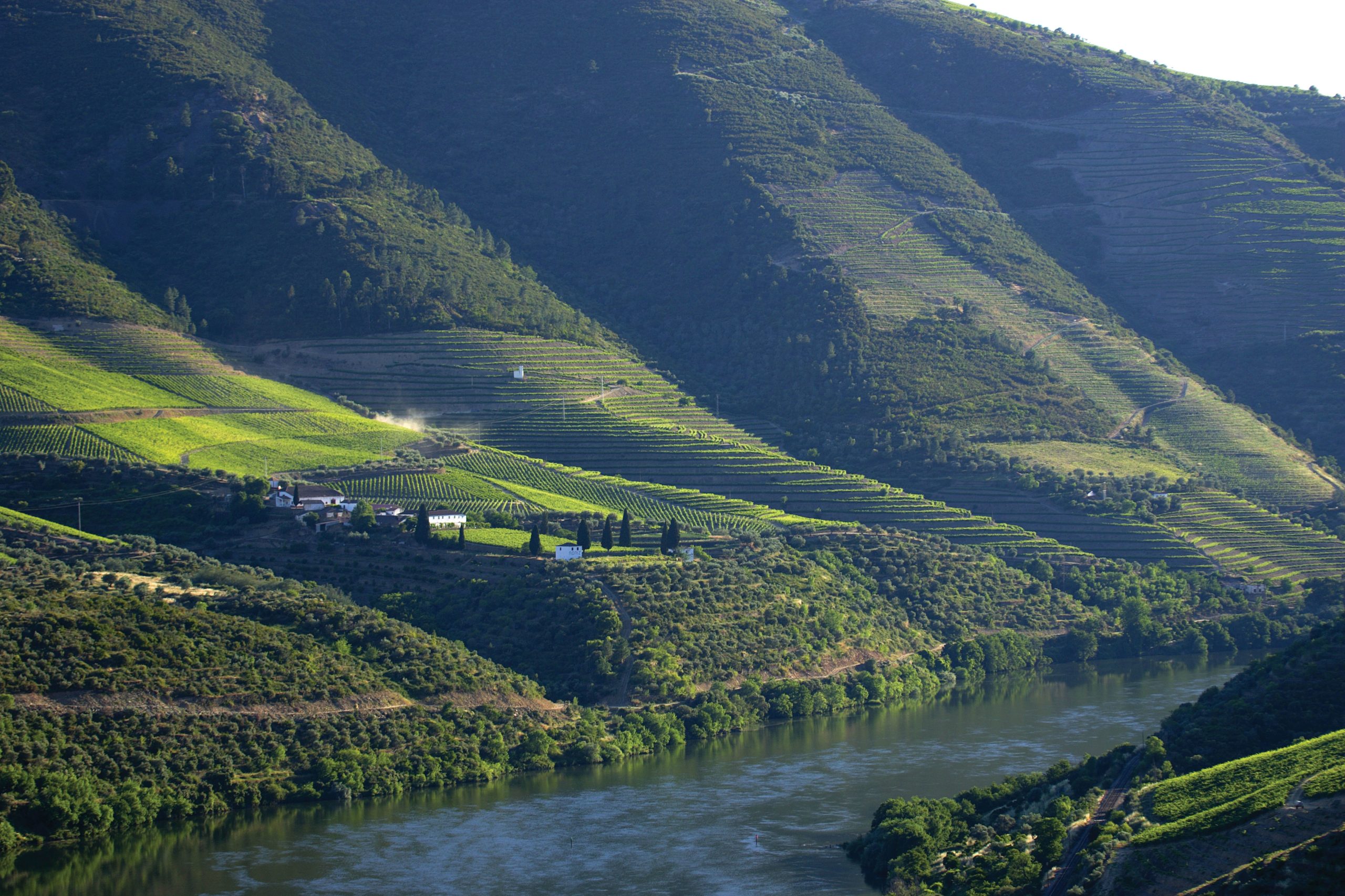 Chryseia 2024 chega ao mercado após uma das melhores vindimas do Douro