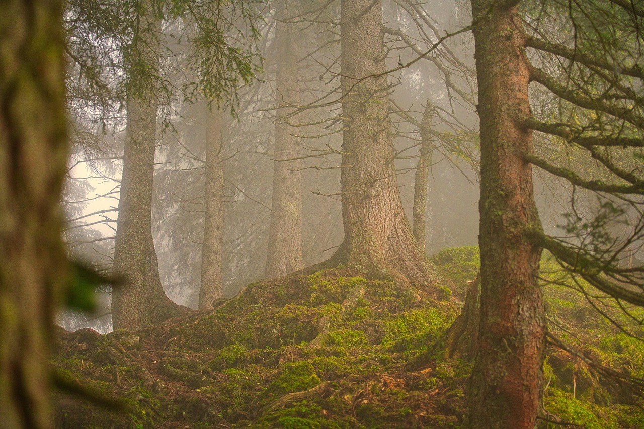 Ambiente no OE2027: menos dinheiro e prioridade na floresta