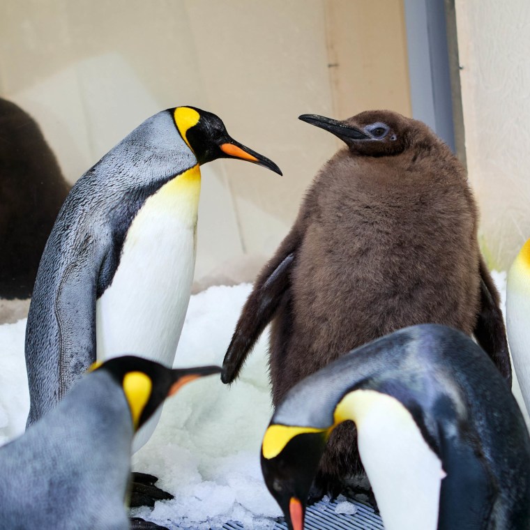 Uma cria de pinguim-rei de um aquário na Austrália está a tornar-se viral pelo seu tamanho anormal