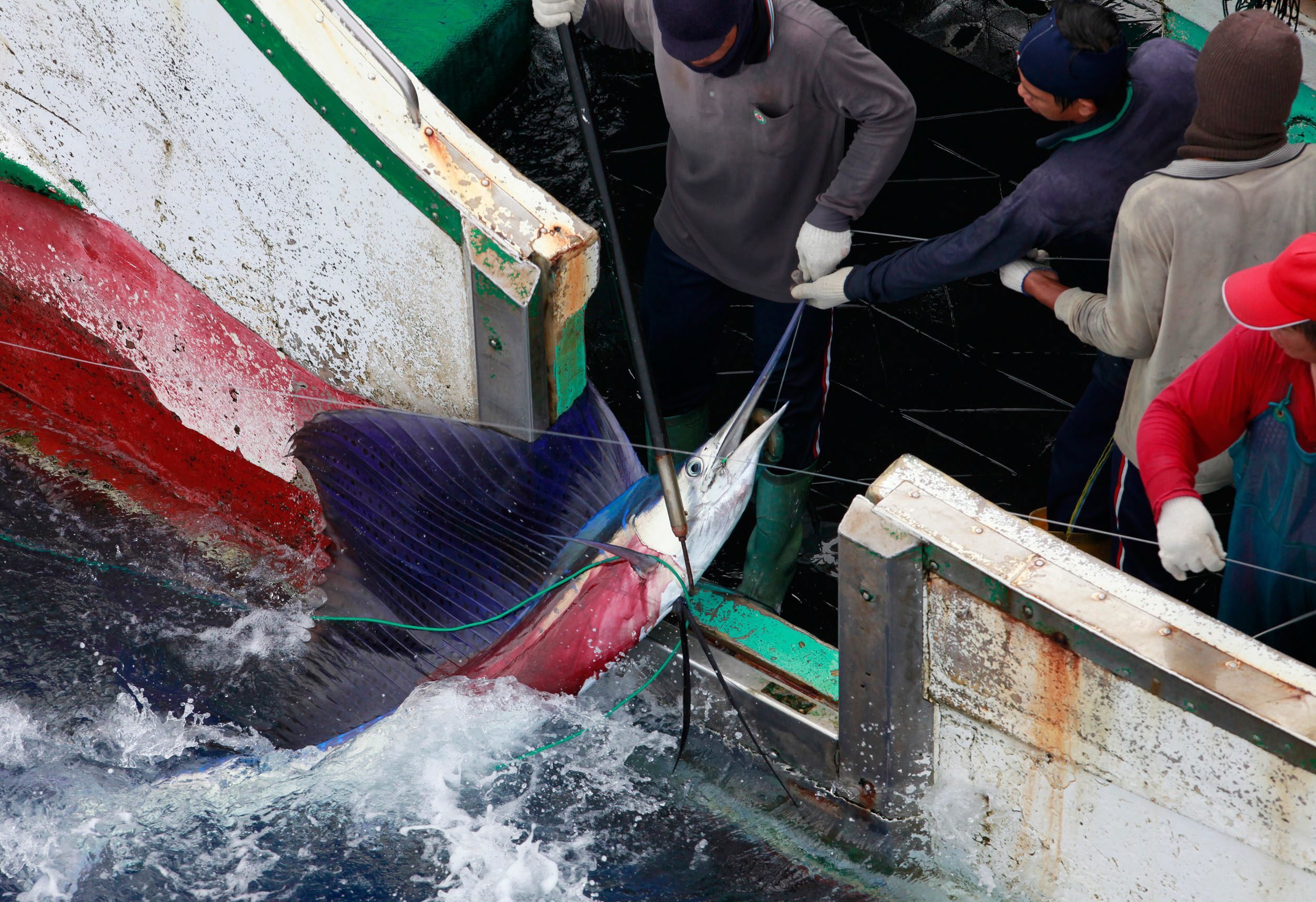 Governo interdita pesca de espadarte por 45 dias