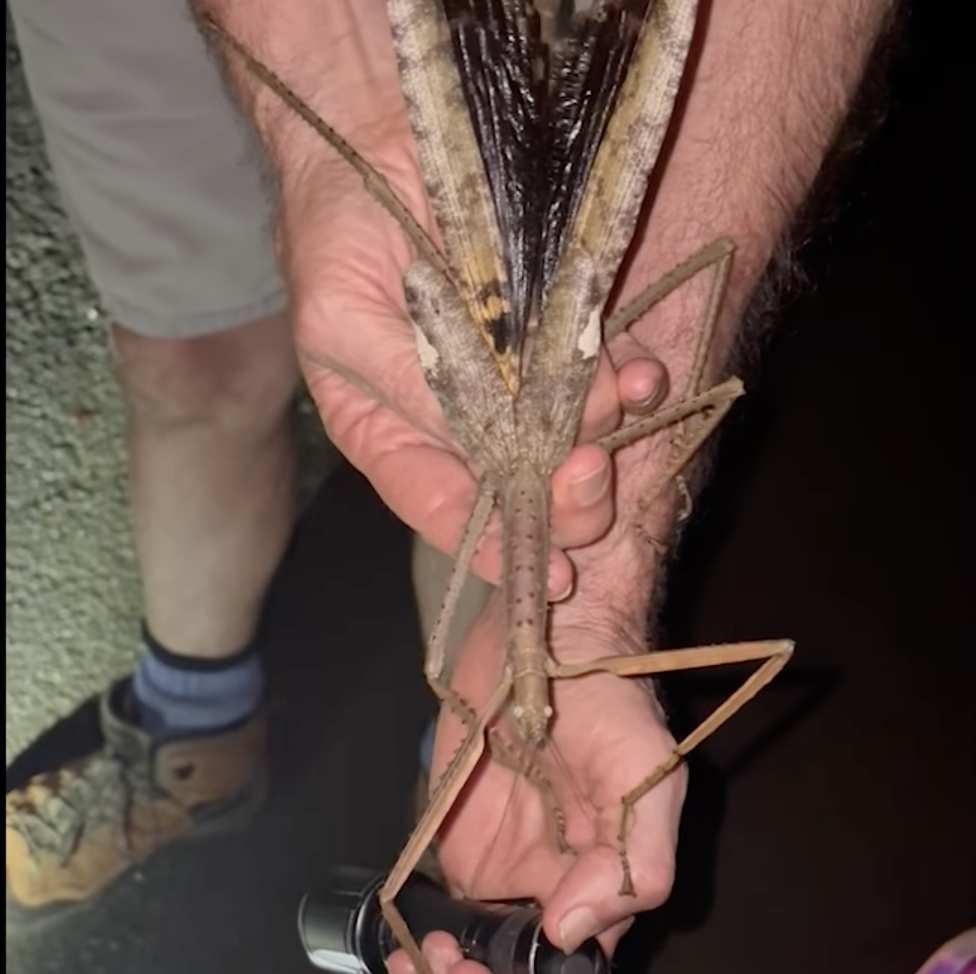 Inseto gigante descoberto em árvores de altitude na Austrália