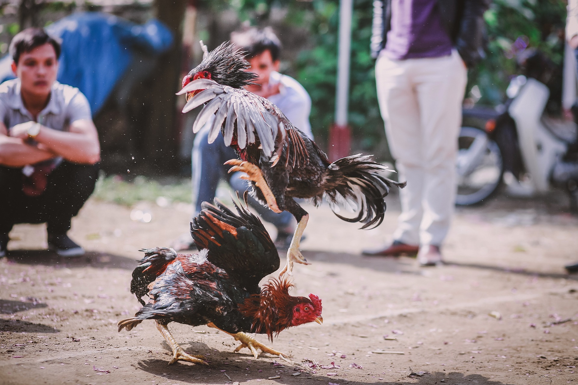 Homens armados matam 20 pessoas em luta de galos no México
