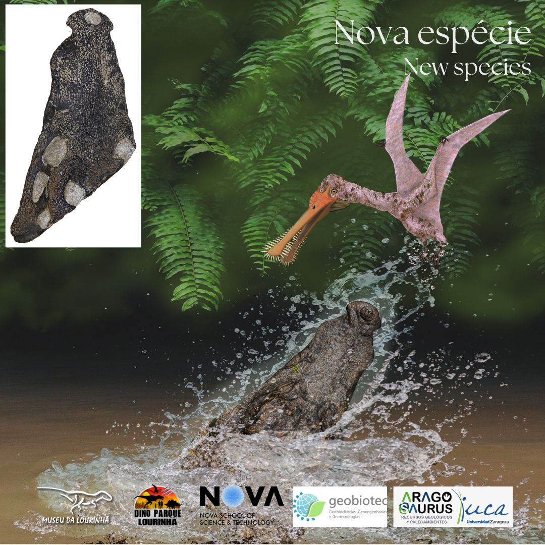 Descoberto na Lourinhã o crocodilo mais antigo da Península Ibérica