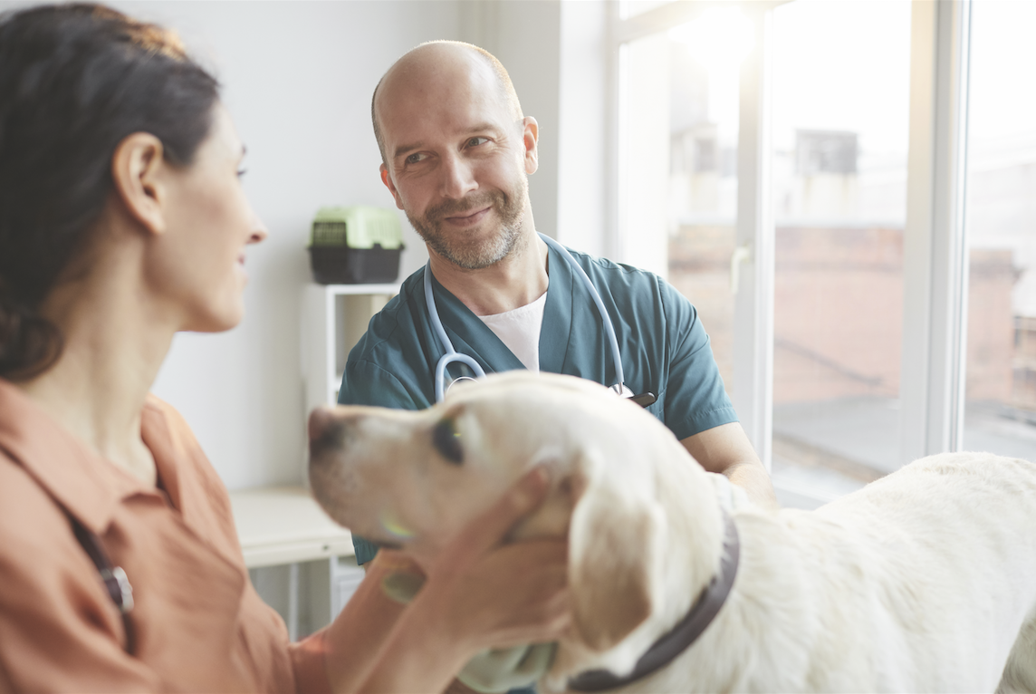Cães com dermatite atópica ganham tratamento inovador
