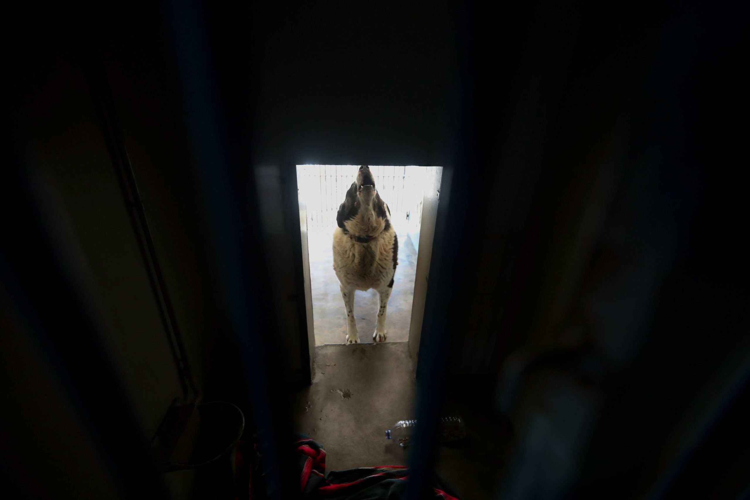 Centro de Recolha de Oliveira do Hospital com capacidade para 50 animais