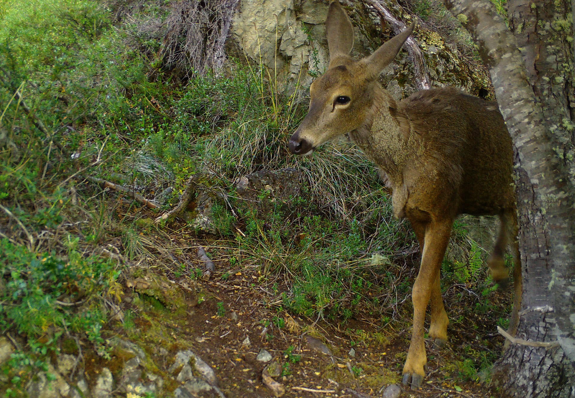 Huemul, veado em risco de extinção, avistado na Patagónia chilena